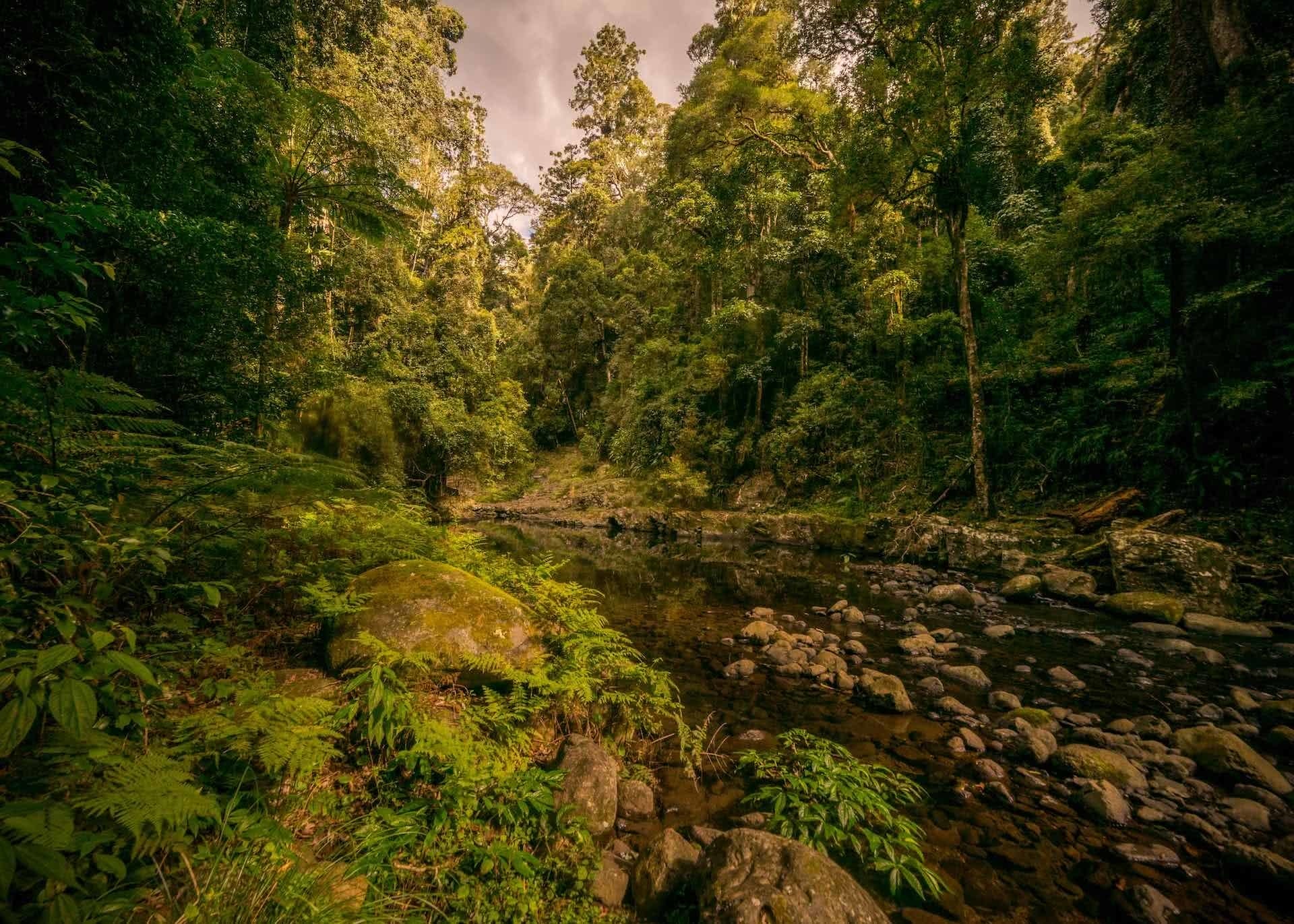 lamington national park, photo by miranda fittock, green, rainforest, south east queensland, overnight hikes near brisbane