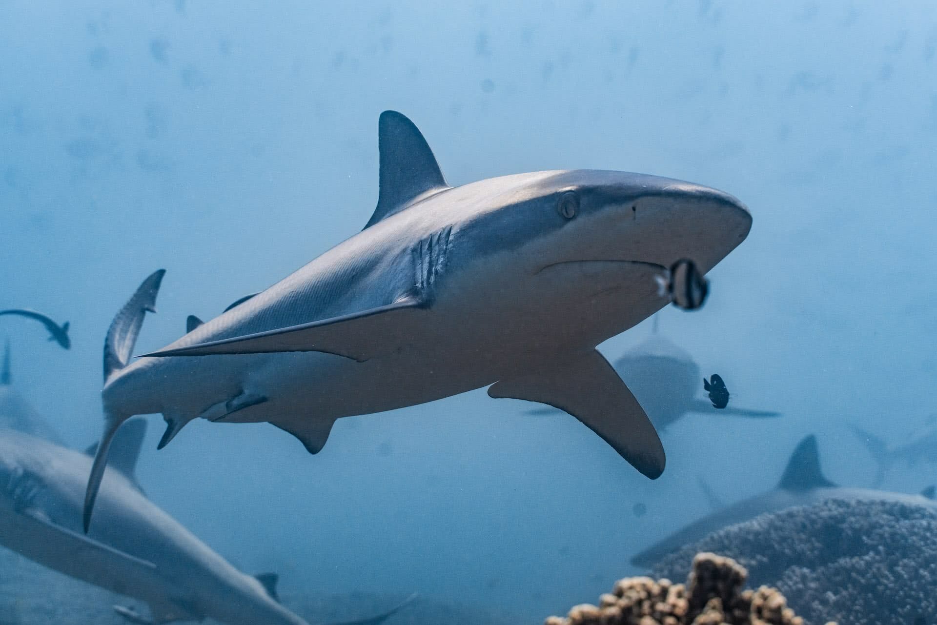 Grey reef sharks, photo by Lewis Burnett, @huntingforparadise, ningaloo reef, western australia