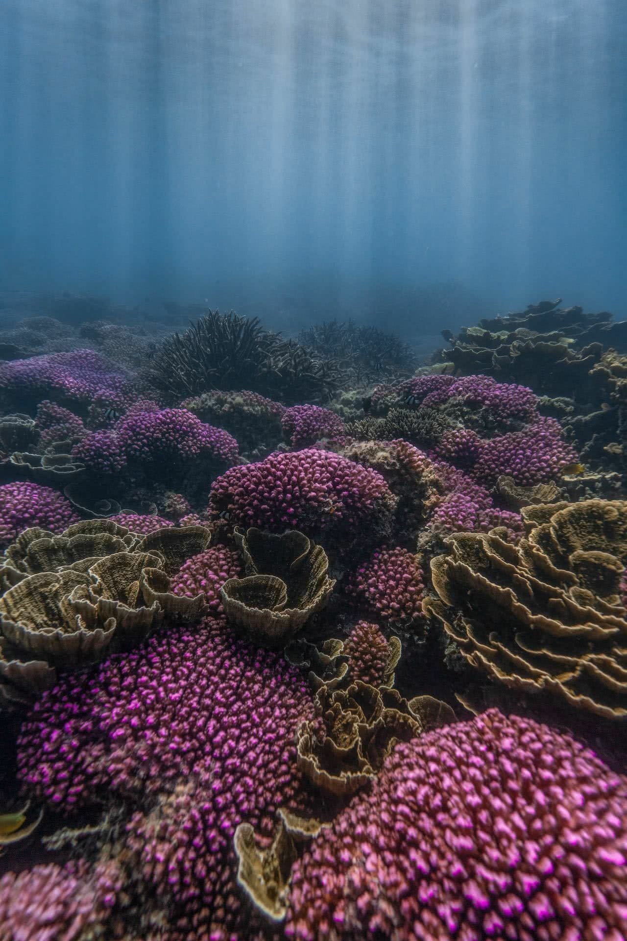 Lavender Patch, photo by Lewis Burnett, @huntingforparadise, ningaloo reef, western australia