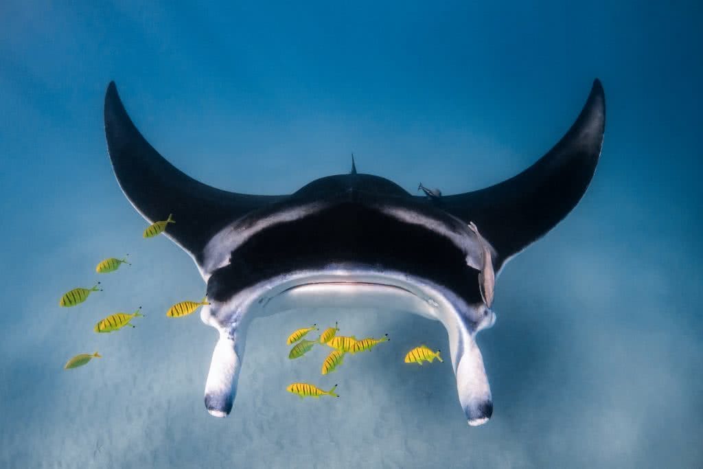 Manta ray with Golden trevally, photo by Lewis Burnett, @huntingforparadise, ningaloo reef, western australia