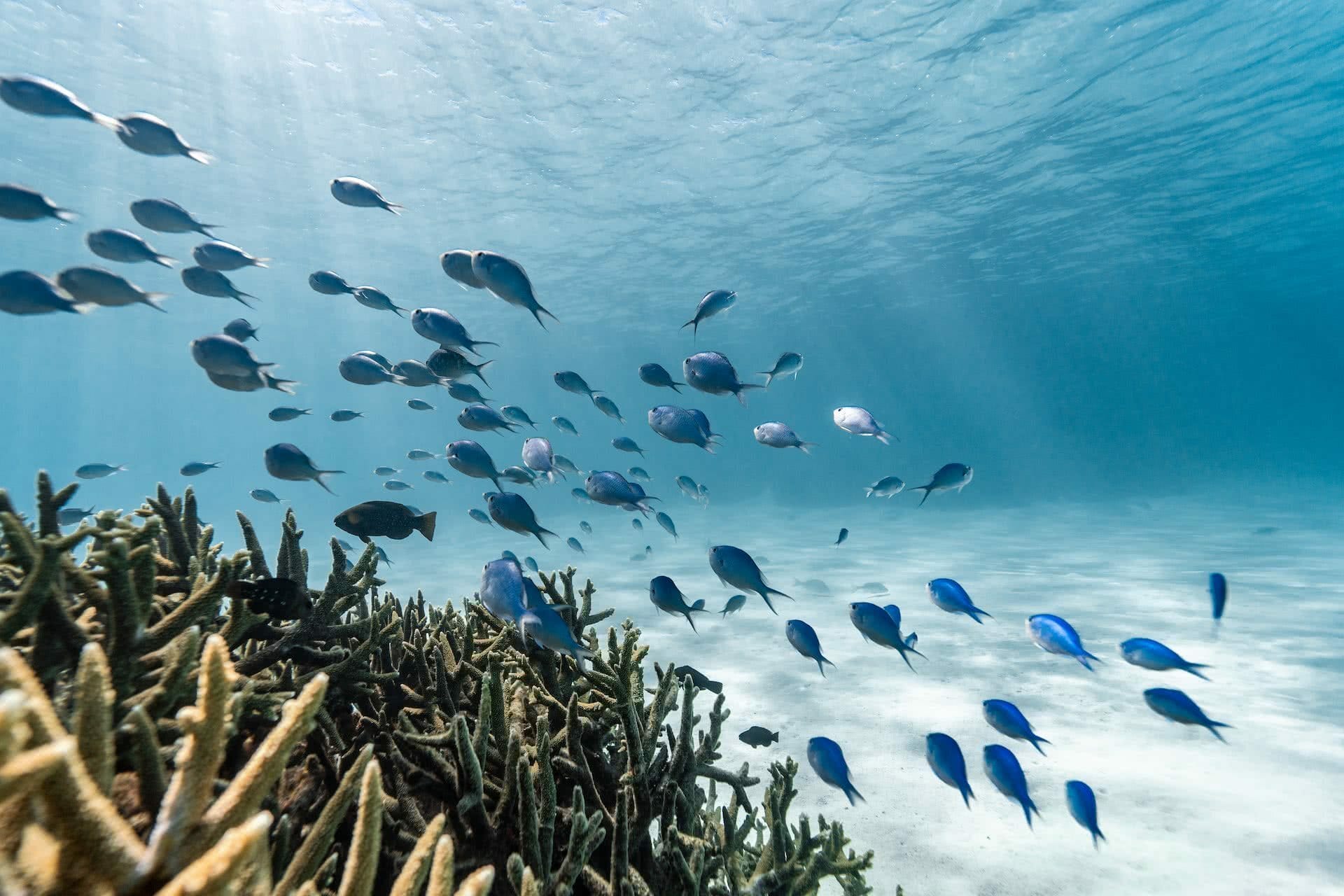 Reef life, photo by Lewis Burnett, @huntingforparadise, ningaloo reef, western australia