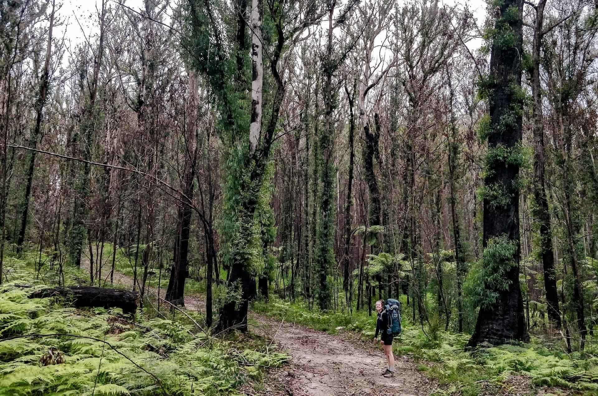 Washpool National Park, Gibraltar-Washpool World Heritage Walk (NSW), Leila Bowe, Gibraltar Range National Park, northern nsw, hiking, bushfire, recovery