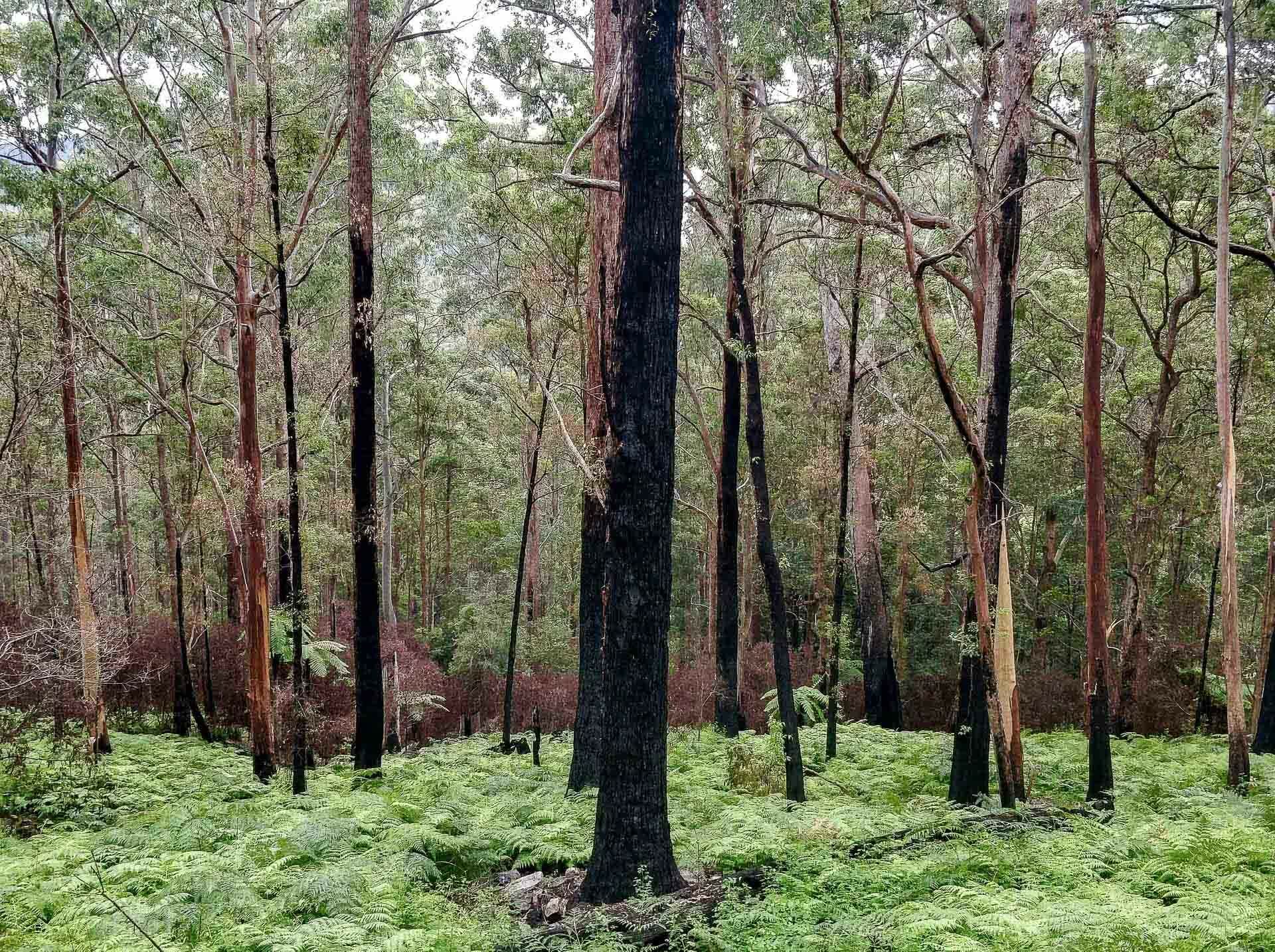 Coachwood Drive, Gibraltar-Washpool World Heritage Walk (NSW), Leila Bowe, Gibraltar Range National Park, northern nsw, hiking, bushfire, recovery