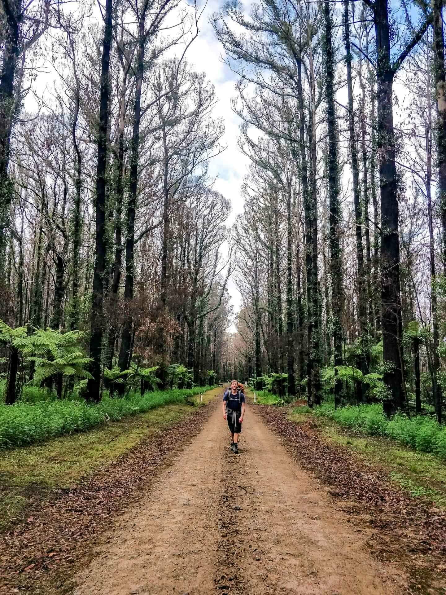 Walking through the Coachwood Trees, Gibraltar-Washpool World Heritage Walk (NSW), Leila Bowe, Gibraltar Range National Park, northern nsw, hiking, bushfire, recovery