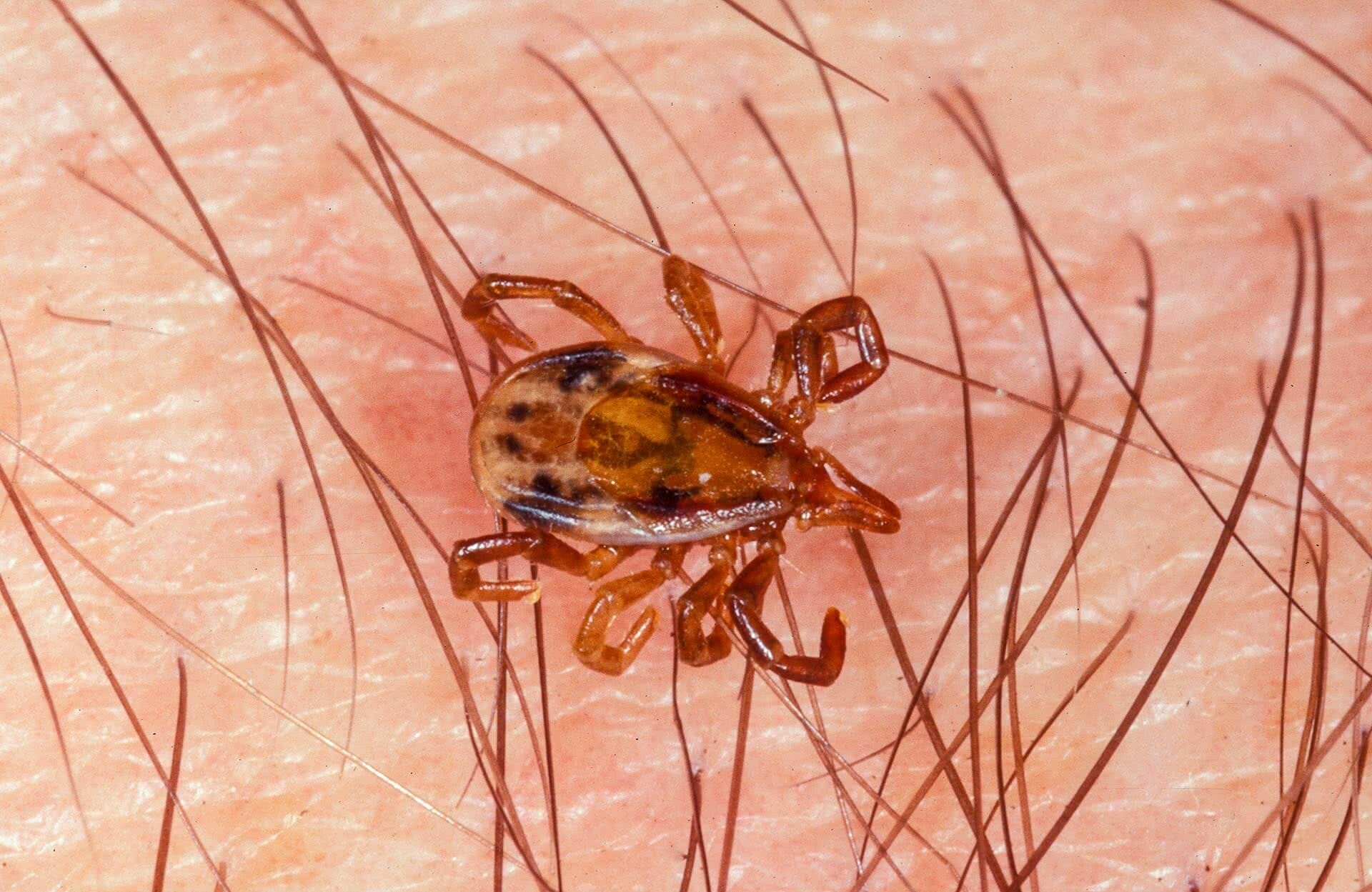 scrub tick, Australian Paralysis Tick, Ixodes holocyclus, unfed female, It’s Tick Season! How Deal With and Avoid the Nastiest of Critters, Roz Glazebrook