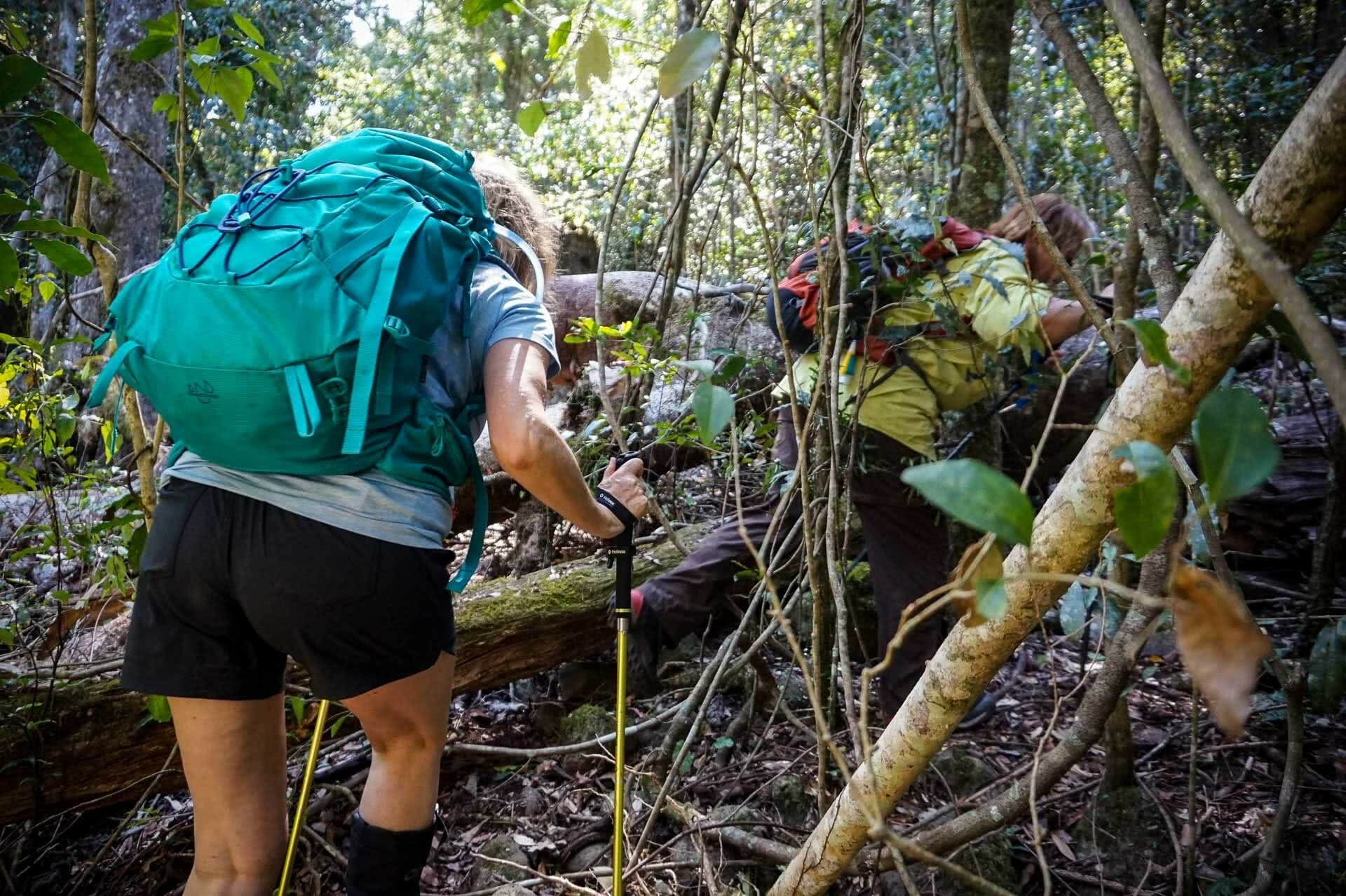 Pushing through scrub on way to waterfall, It’s Tick Season! How Deal With and Avoid the Nastiest of Critters, Roz Glazebrook