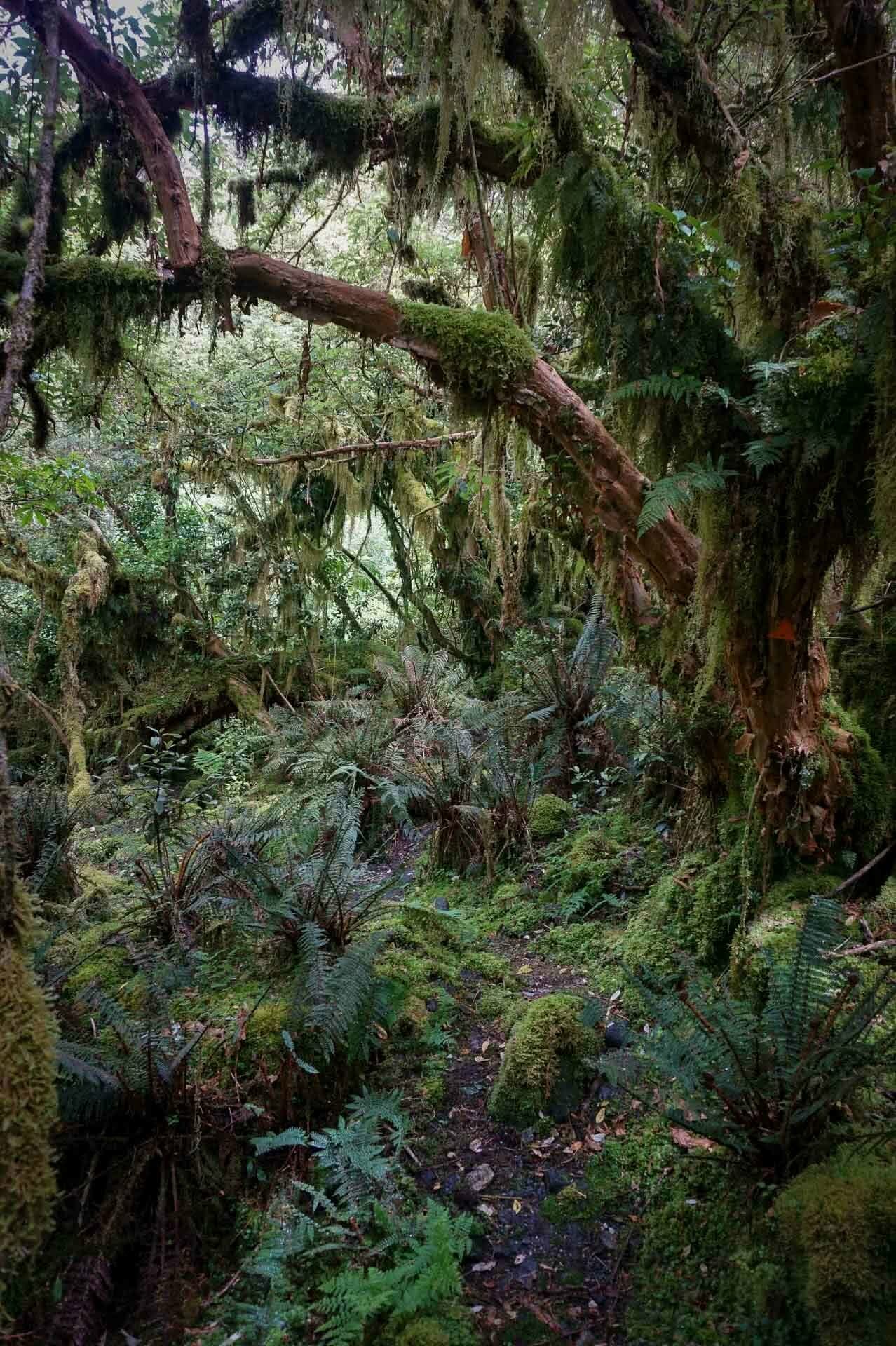 Day 6_ Hanging Lichen, Day 7_Looking back to Gair Lock, dusky track, new zealand's hardest hike, winsome whyte, fiordland, south island, new zealand