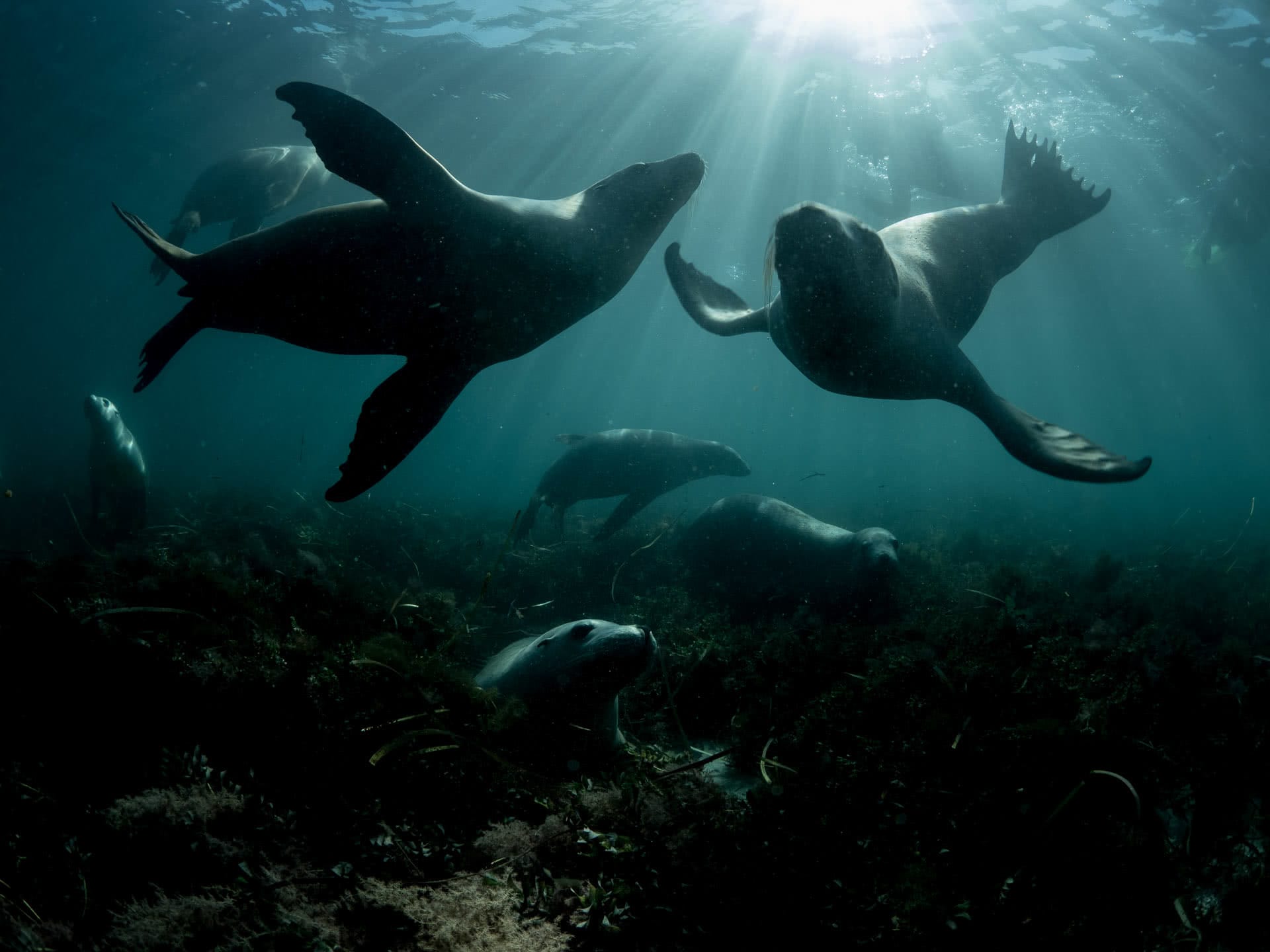 Adventure Bay charters sea lions, Antarctica - crab seal rests on floating ice, michaela skovranova, @mishkusk