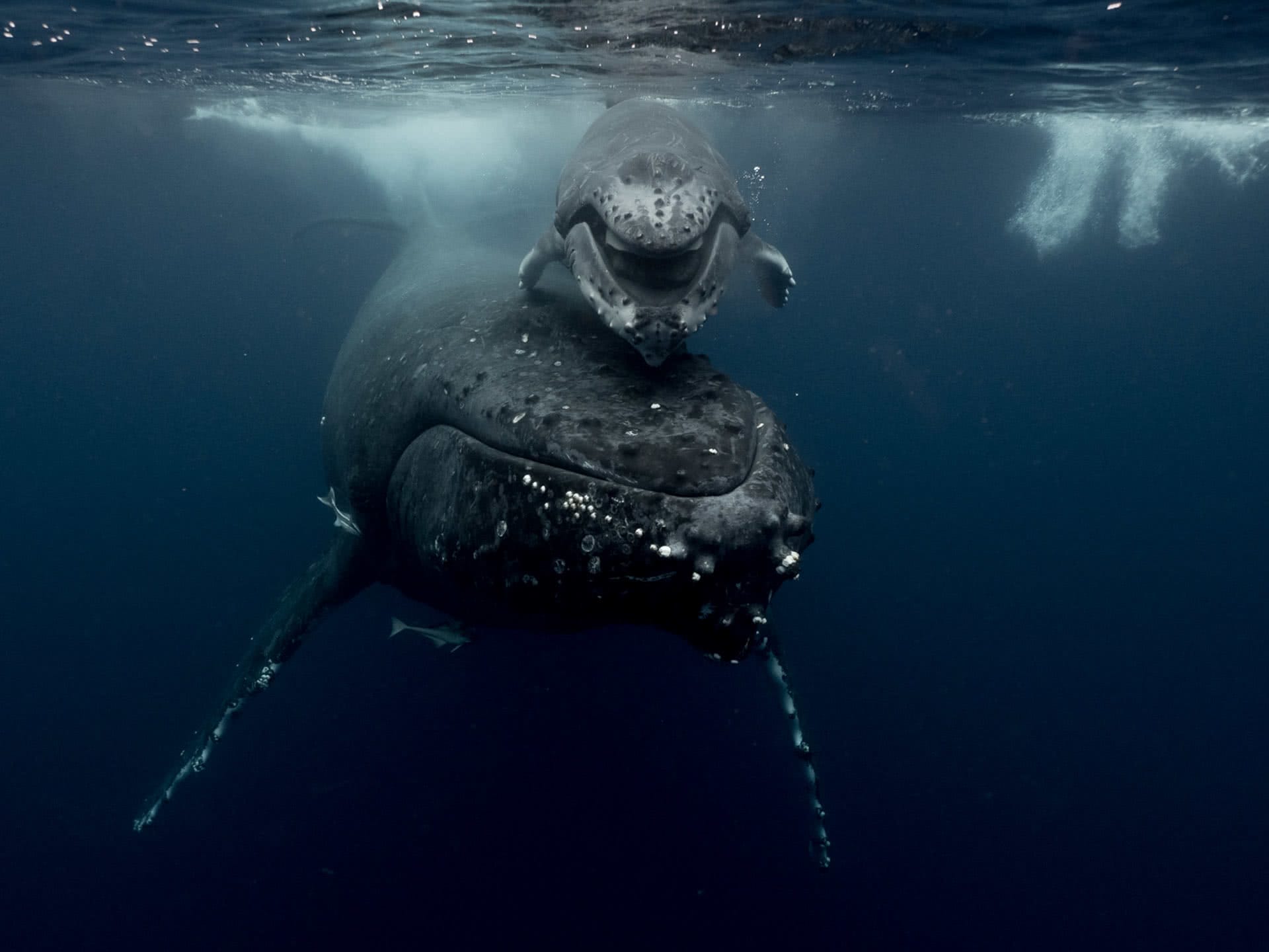 humpback whale calf - smiling, Antarctica - crab seal rests on floating ice, michaela skovranova, @mishkusk