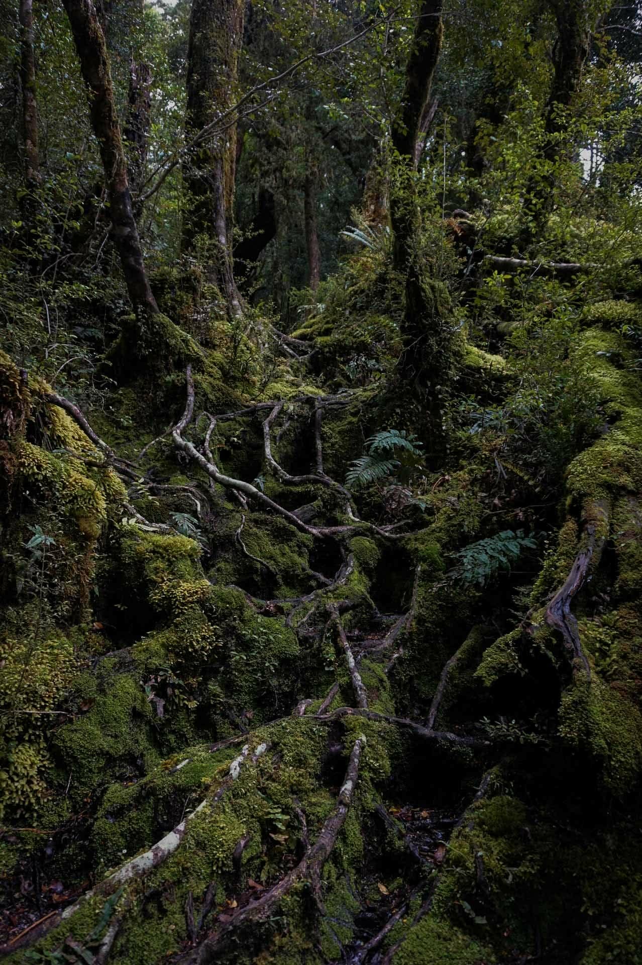 ankle rolling tree roots, dusky track, new zealand's hardest hike, winsome whyte, fiordland, south island, new zealand