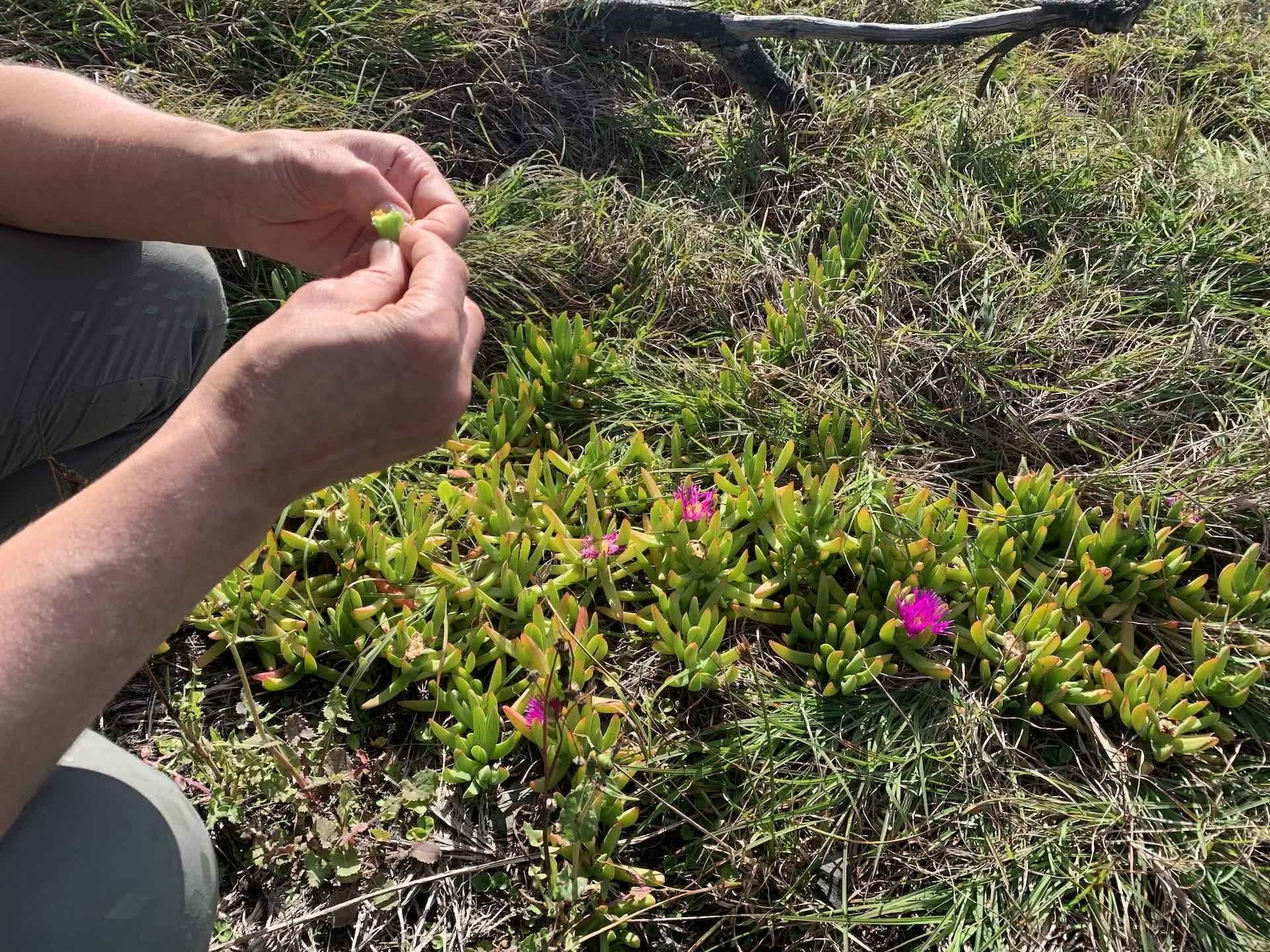 Coffs Harbour to Yamba: 125km of Coastal Hiking, Wendy Bruere, beach, flowers