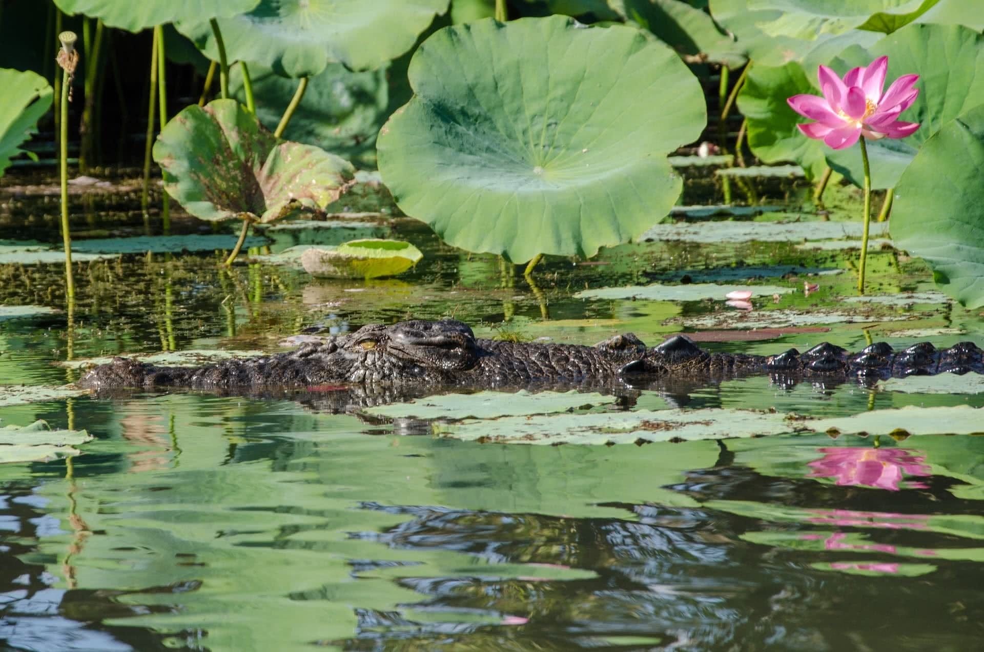 Road Tripping Kakadu National Park, Victoria Pantazis, NT, river, crocodile, lilypads