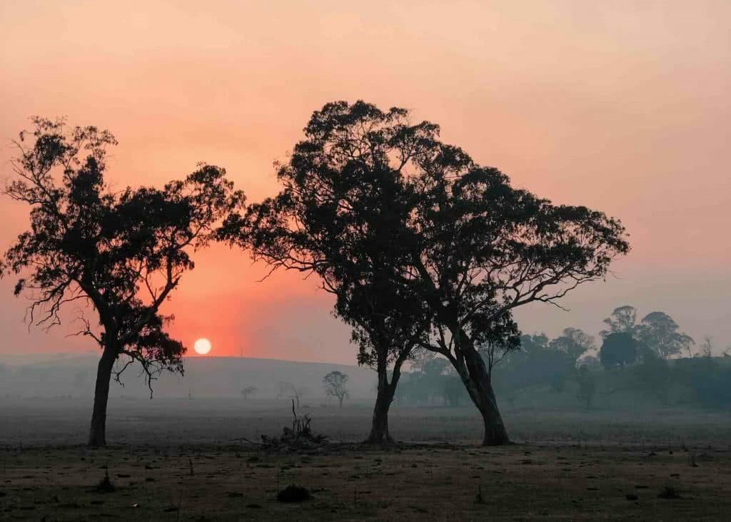 After The Flames – What Does A Bushfire Leave Behind?, Amy Fairall, photo by Anouk Berney, trees, paddocks, sunset, orange