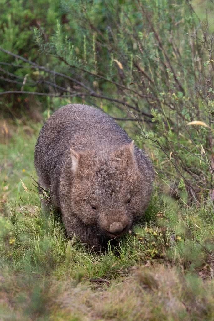 5 Ways to Actually Connect With Nature While Exploring, Jon Harris, wombat, animal