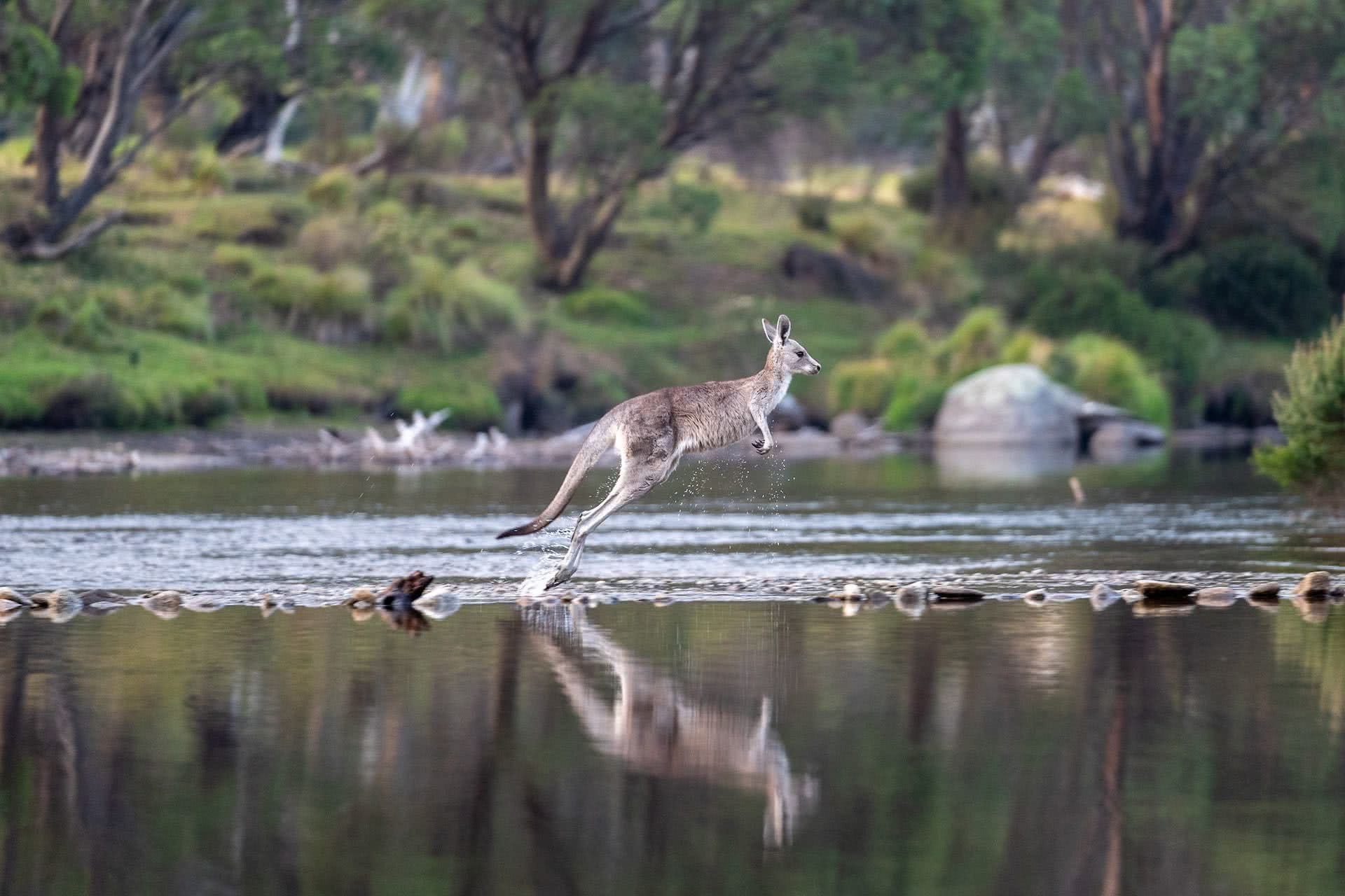 5 Ways to Actually Connect With Nature While Exploring, Jon Harris, kangaroo, animal, Thredbo Diggings campground, bush