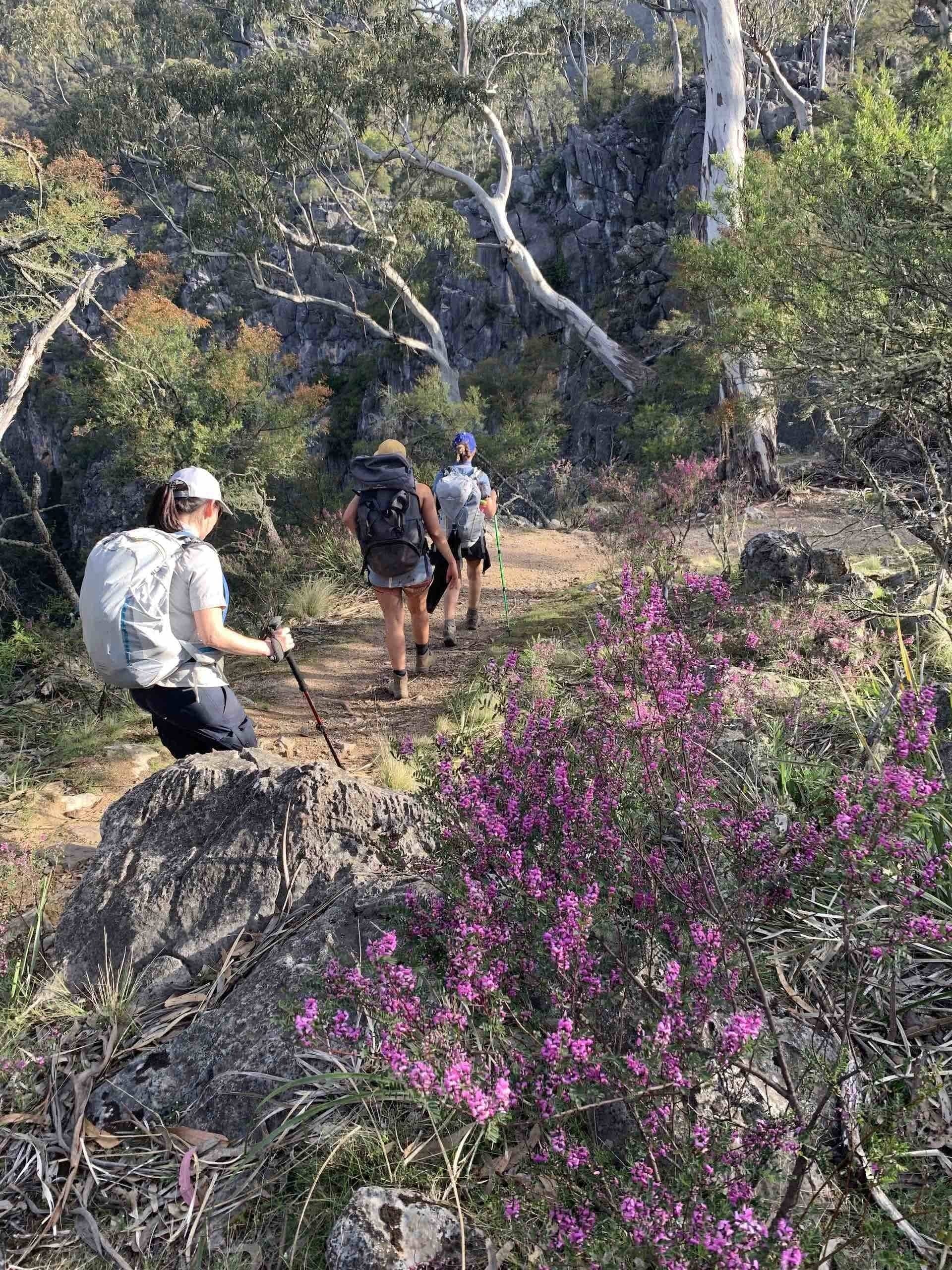 Hiking the Six Foot Track Inn-to-Inn Style, Ayla Rowe, women, hike, wildflowers, blue mountains