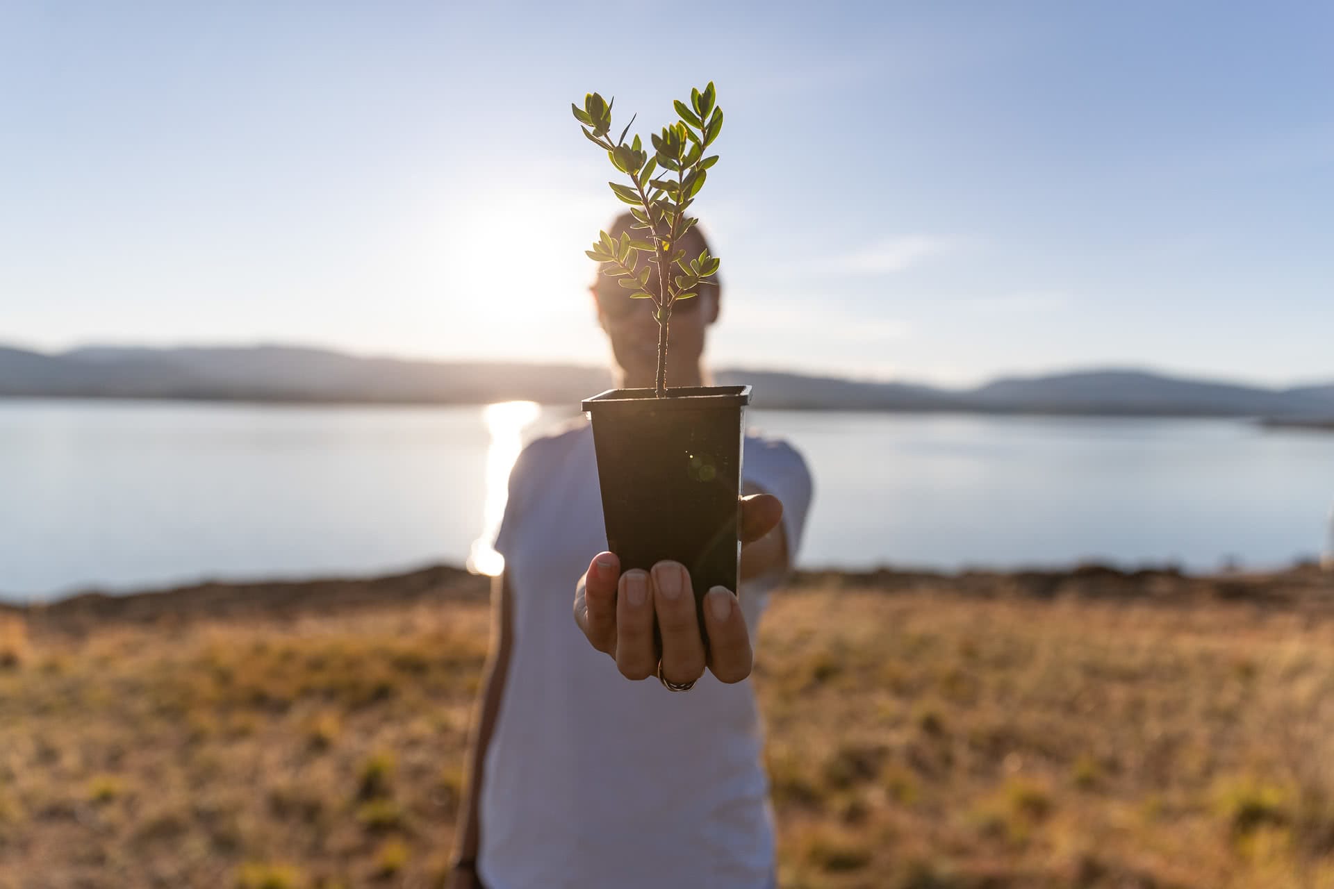 rewild the snowies, keep it cool, campaign imagery, what happens when you plant a tree?, snowy mountains, nsw