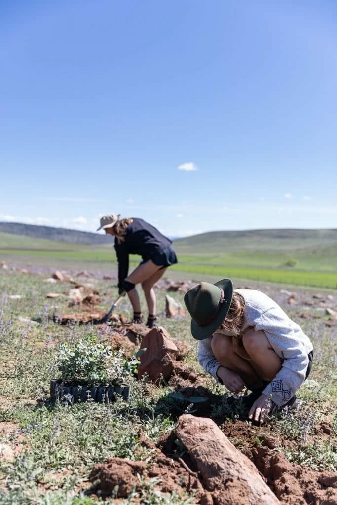 rewild the snowies, keep it cool, campaign imagery, what happens when you plant a tree?, snowy mountains, nsw, community