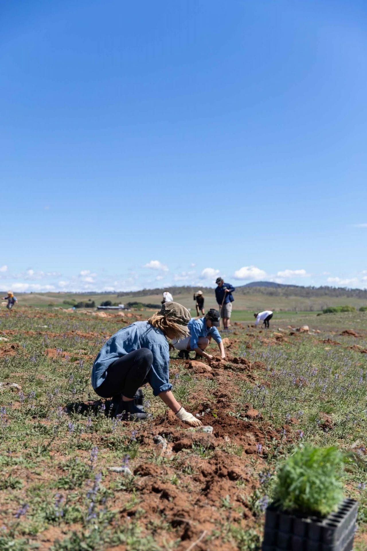 Lucas Wilkinson is Planting Thousands of Trees to Rewild The Snowies, photo by Boen Ferguson Keep It Cool, Rewild the Snowies, tree planting, community, people
