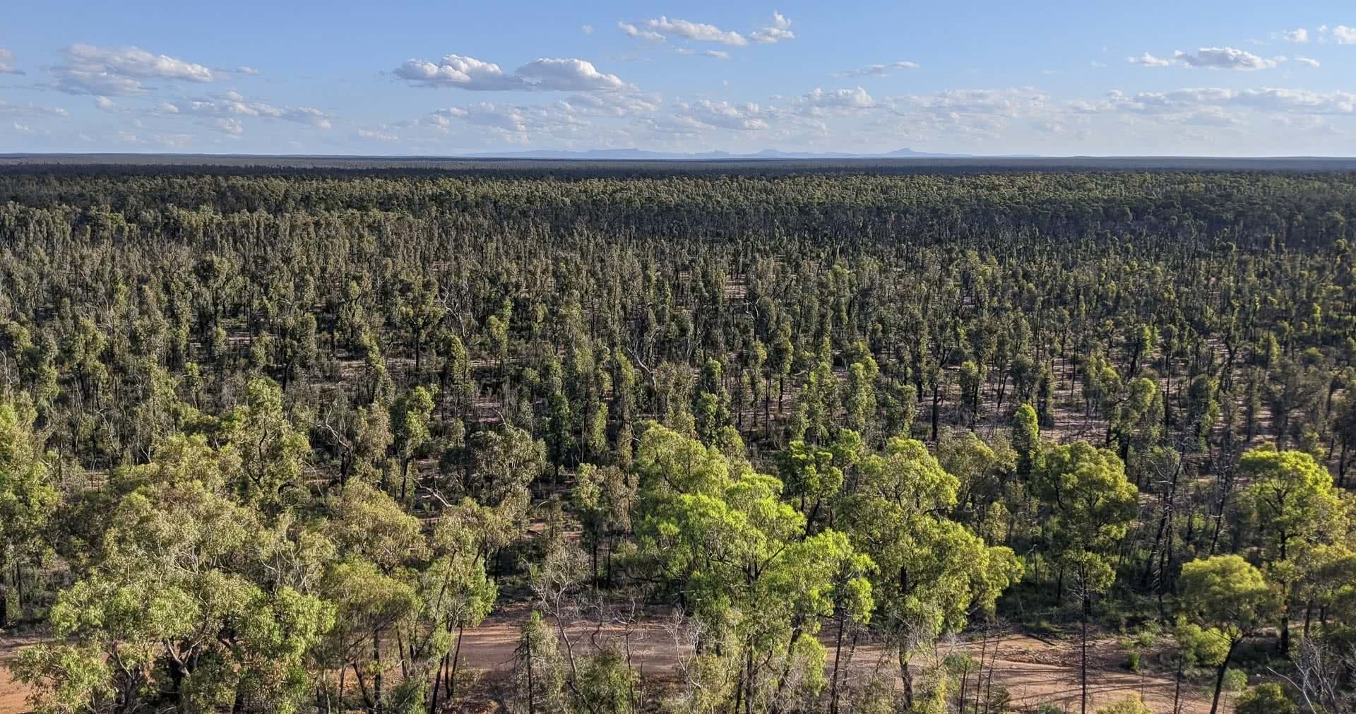 Pilliga Forest is Where Nature and Culture Collide, Amy Fairall, forest, view