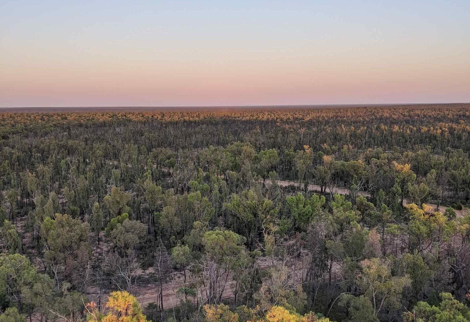 Pilliga Forest is Where Nature and Culture Collide, Amy Fairall, forest, view, sunrise