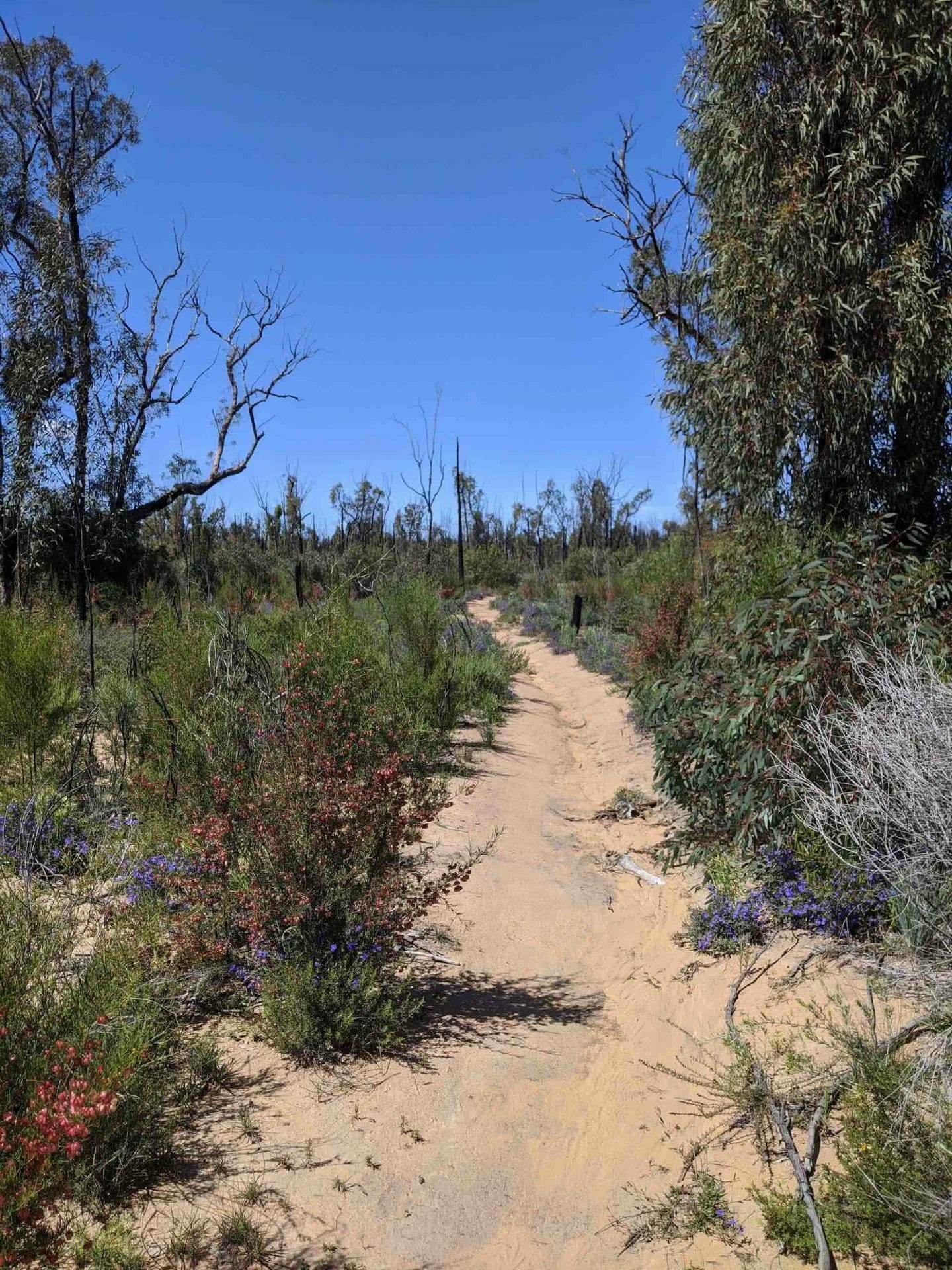 Pilliga Forest is Where Nature and Culture Collide, Amy Fairall, hike, trail, trees, shrubs, flowers