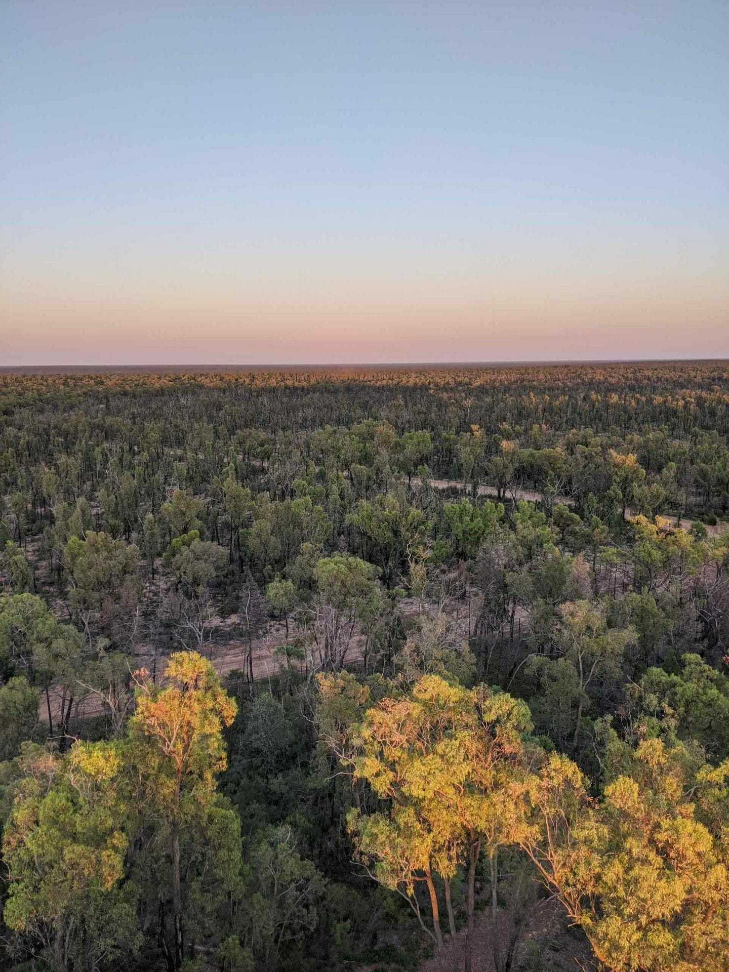 Pilliga Forest is Where Nature and Culture Collide, Amy Fairall, forest, view, sunrise