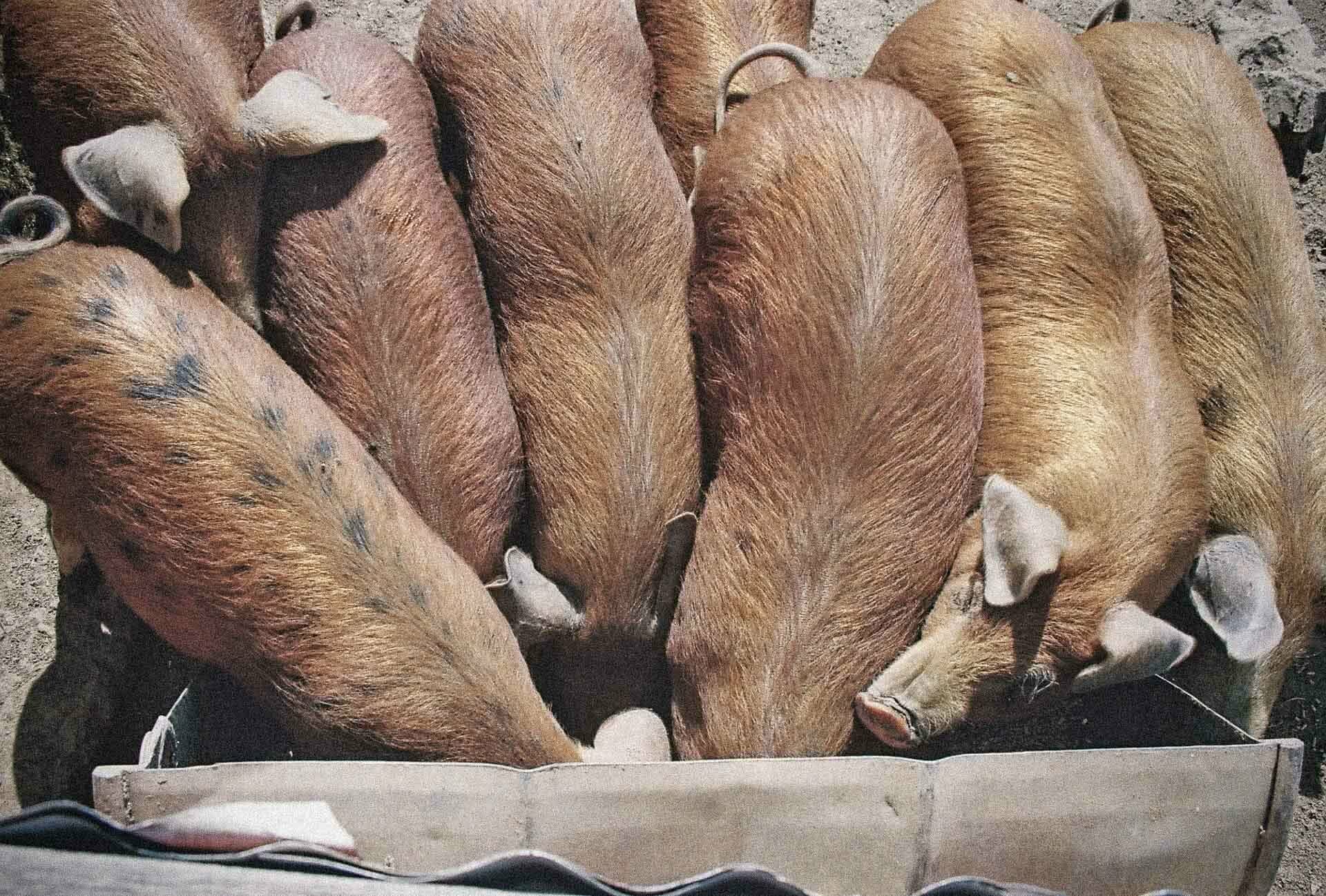 our gorgeous pigs having a feed, 7 Things I Learned Living Without Technology for a Year, photo by Pippa Salmon, victorian high country