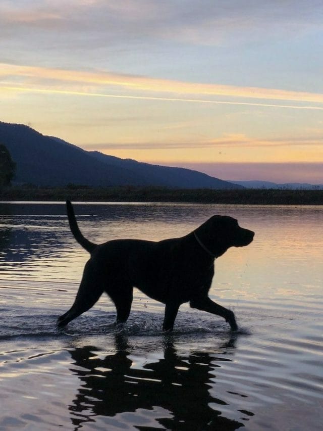 11 Dog Friendly Walks Brisbane