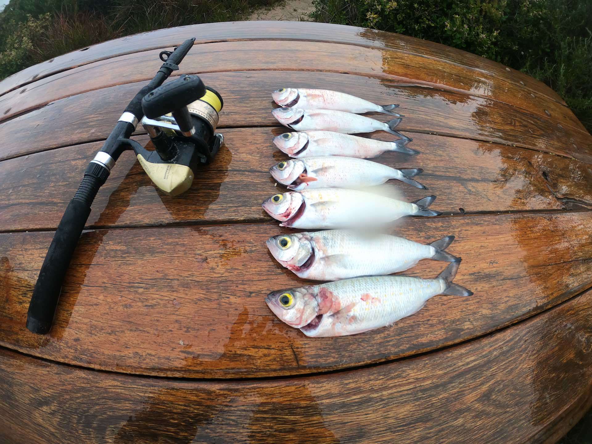 Cheap, Solo and Minimalist Hiking on The Bibbulmun Track, Simon Shepherdson, fish, fishing rod, dinner, food