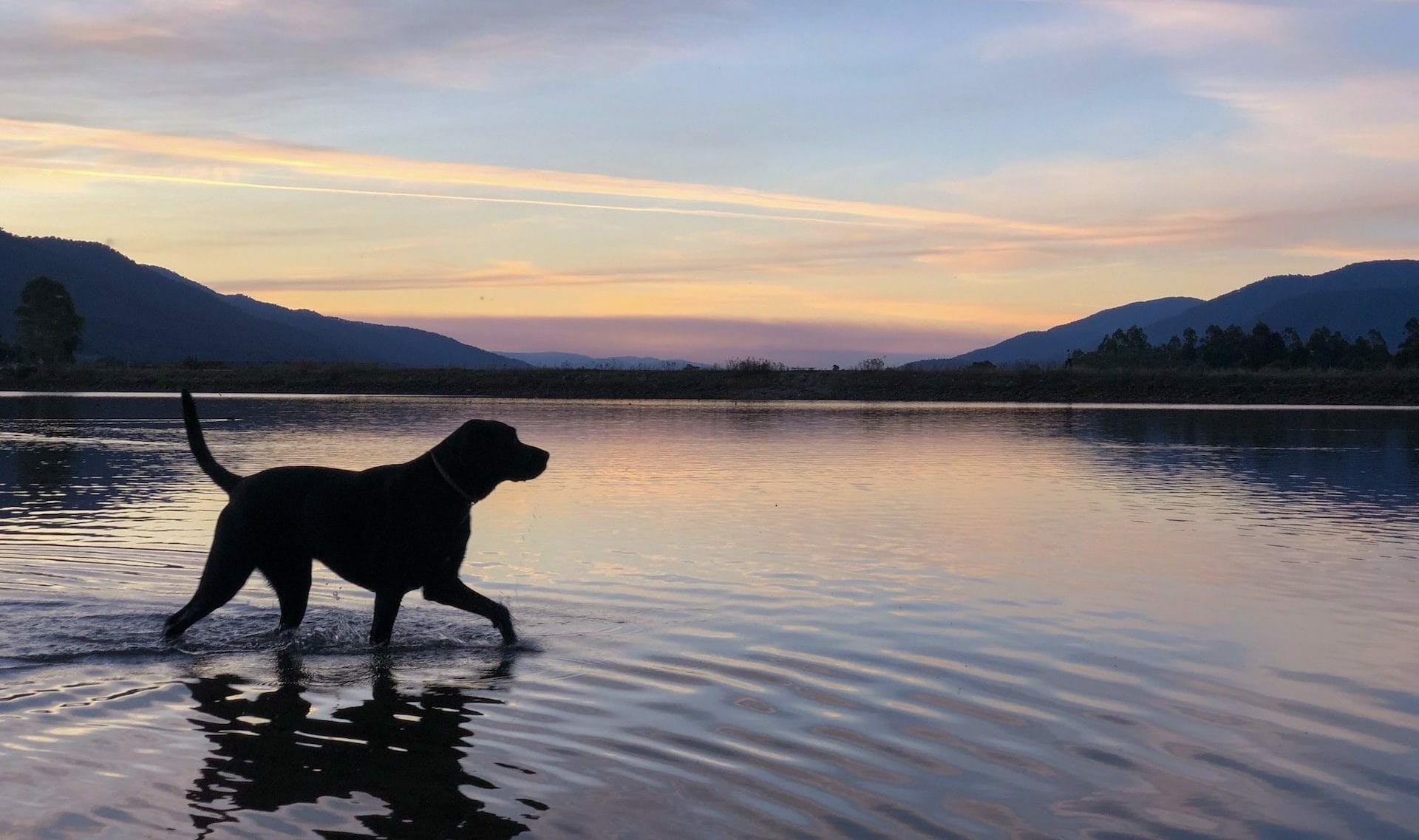 Top 10 Dog-Friendly Hikes in Regional Victoria, Jade Lane, dog, lake, sunset