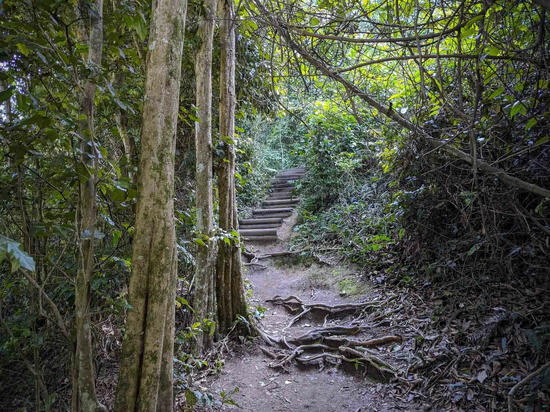 Hiking the Great North Walk – Sydney's 250km Thru Hike, jason reeves, sydney to newcastle, nsw