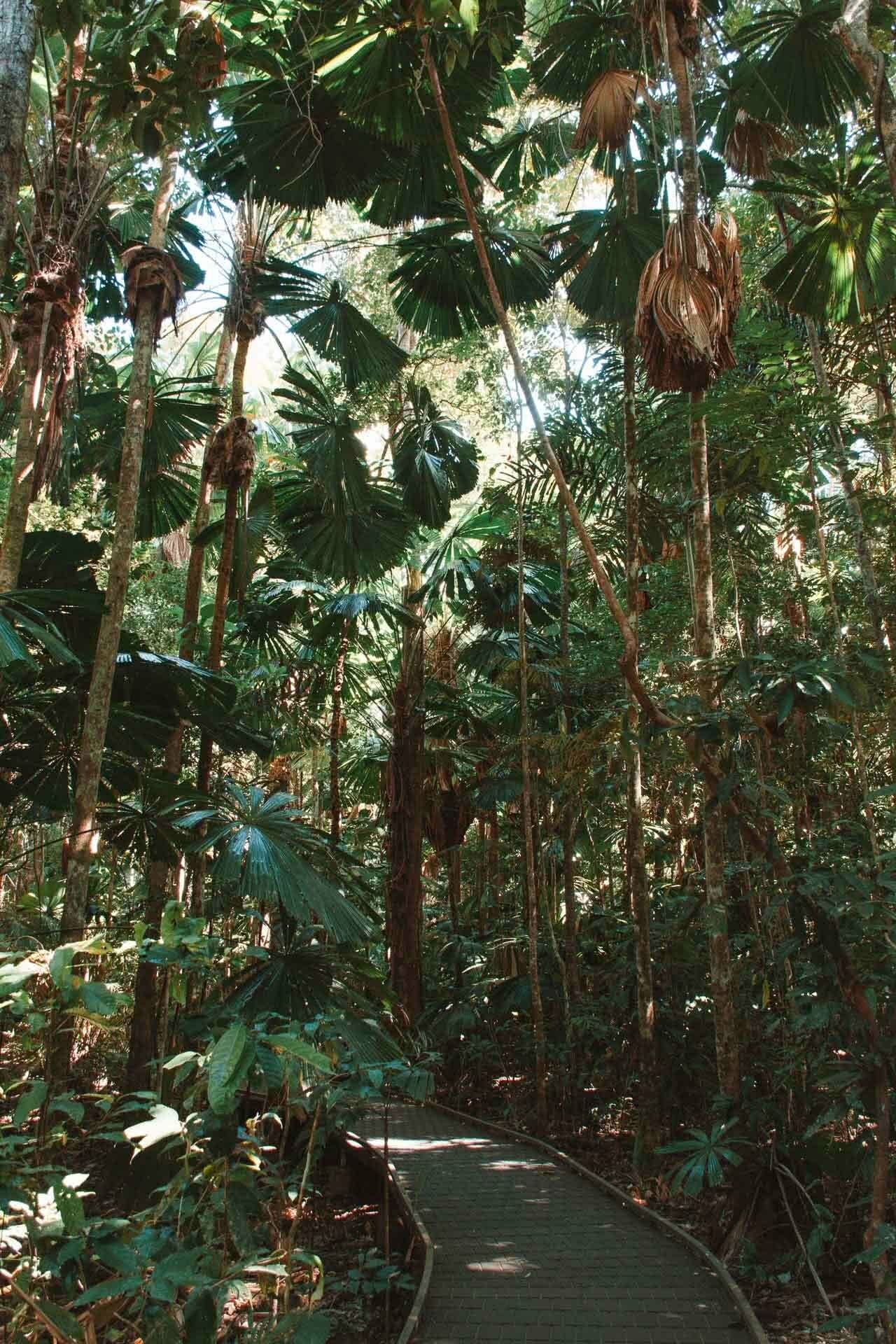 Dubuji Boardwalk, Jaime wilson, Great Barrier Reef Drive – This Road Trip North From Cairns Has It All, Tropical North Queensland, rainforest