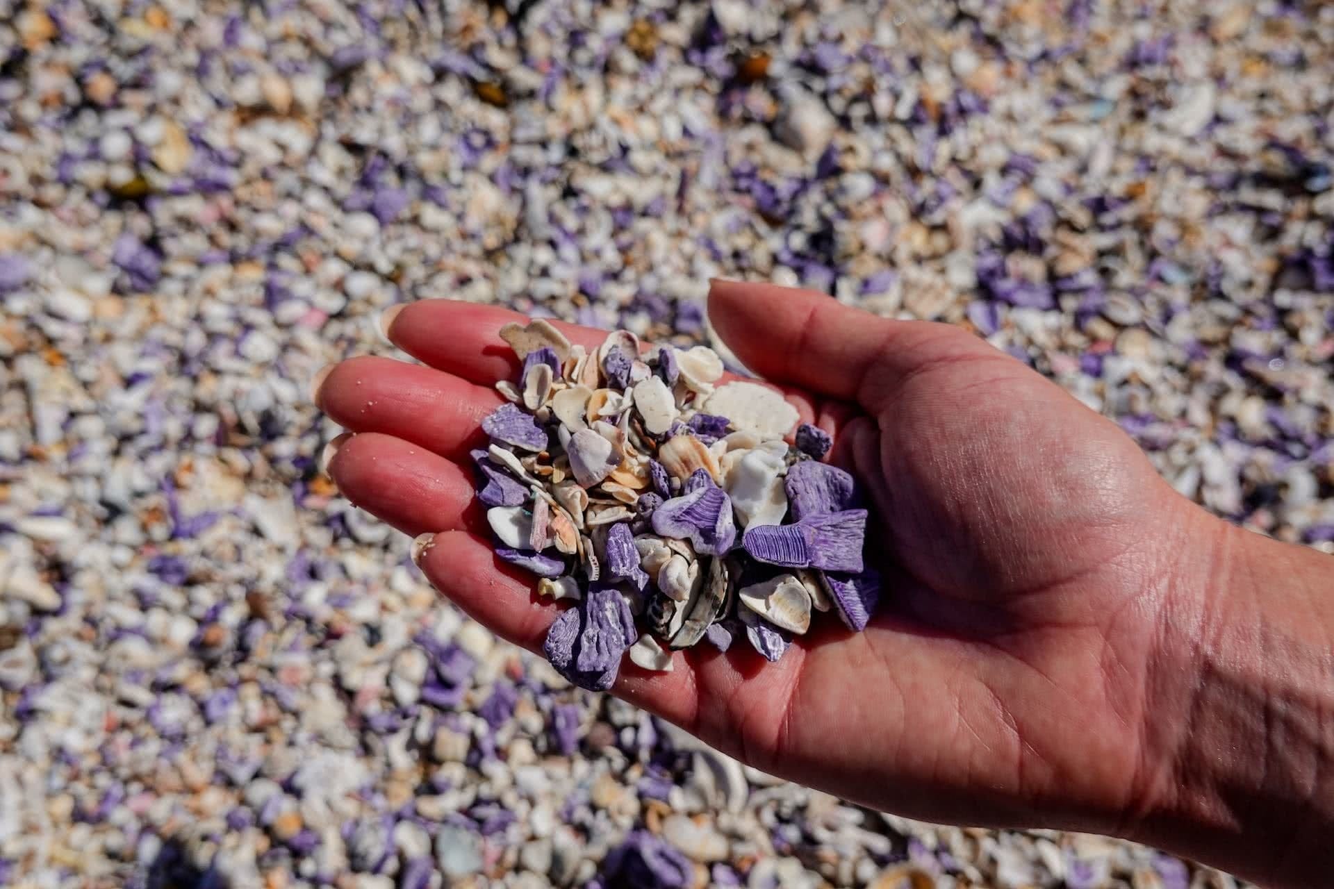 Beautiful shells scattered along the beaches of the Kurnell Peninsula