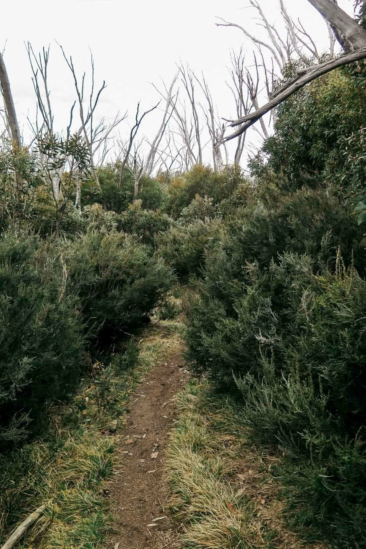 kale munro, earning your turns in a pandemic, mt bogong, victorian high country, splitboarding, scrub, bush