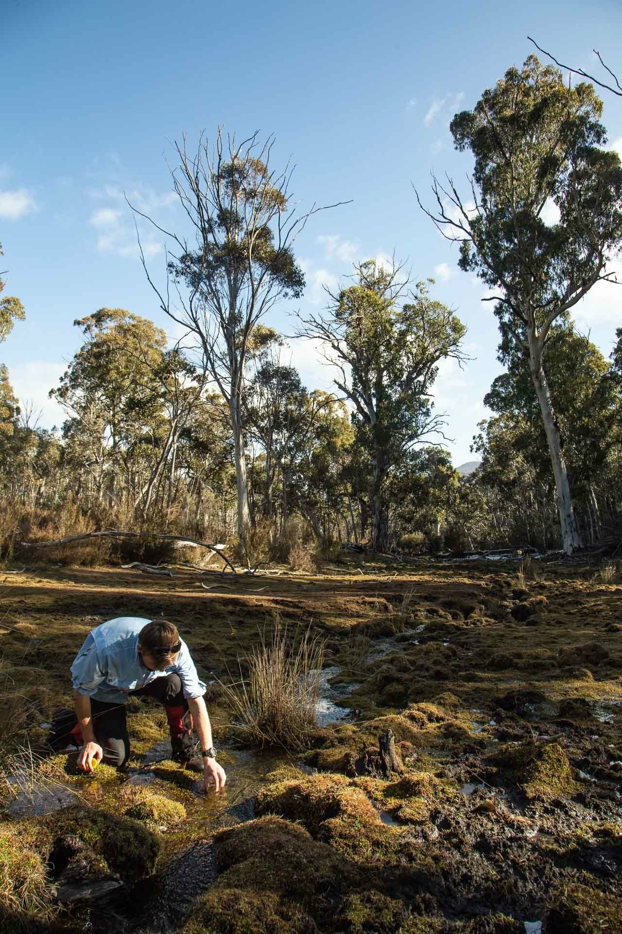 How Feral Horses Damage Australia's Precious Alpine Environments, Photo by Jason Macqueen, exclusion plots, kosciuszko, nsw, damage, pugging