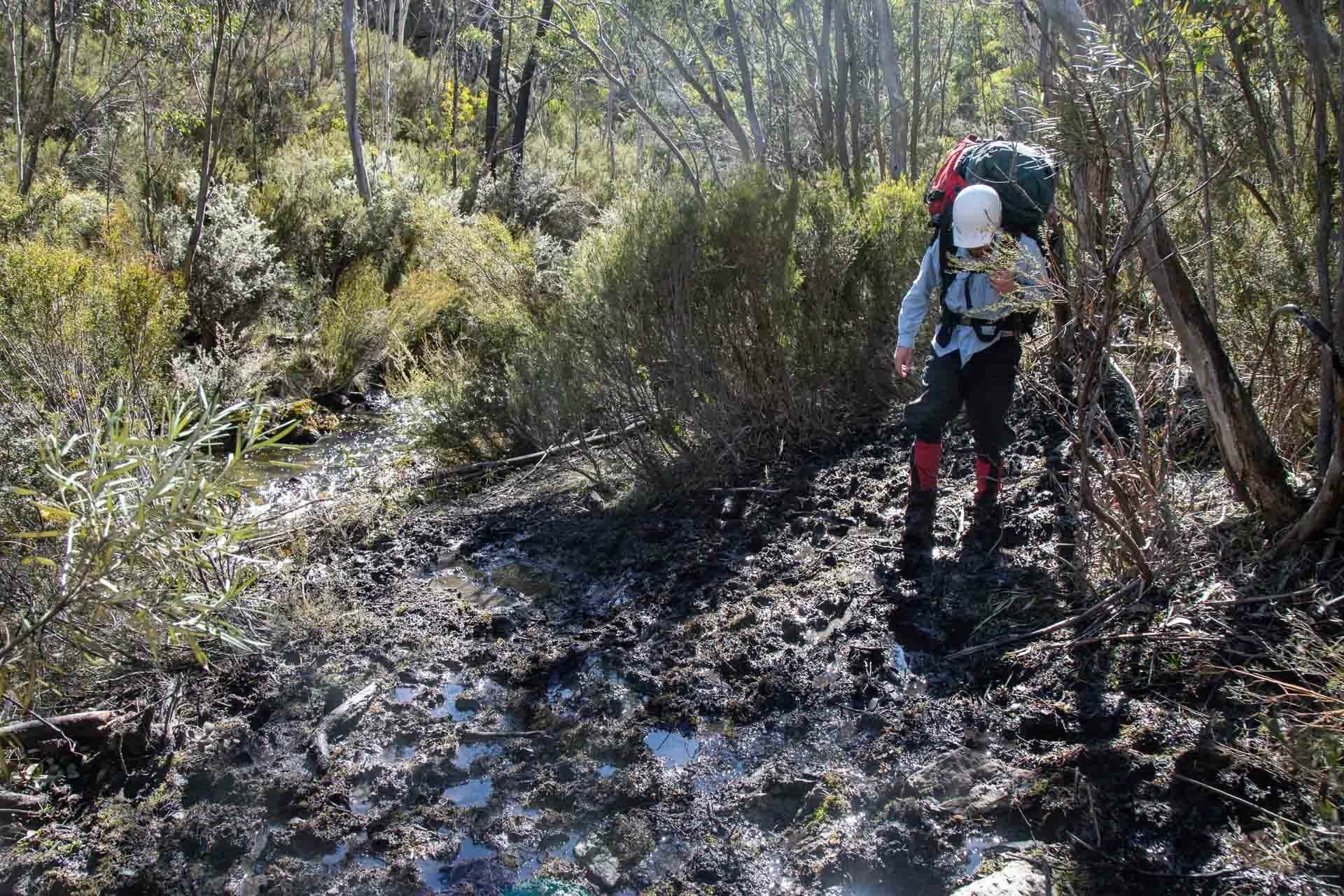 How Feral Horses Damage Australia's Precious Alpine Environments, Photo by Jason Macqueen, exclusion plots, kosciuszko, nsw, damage, pugging