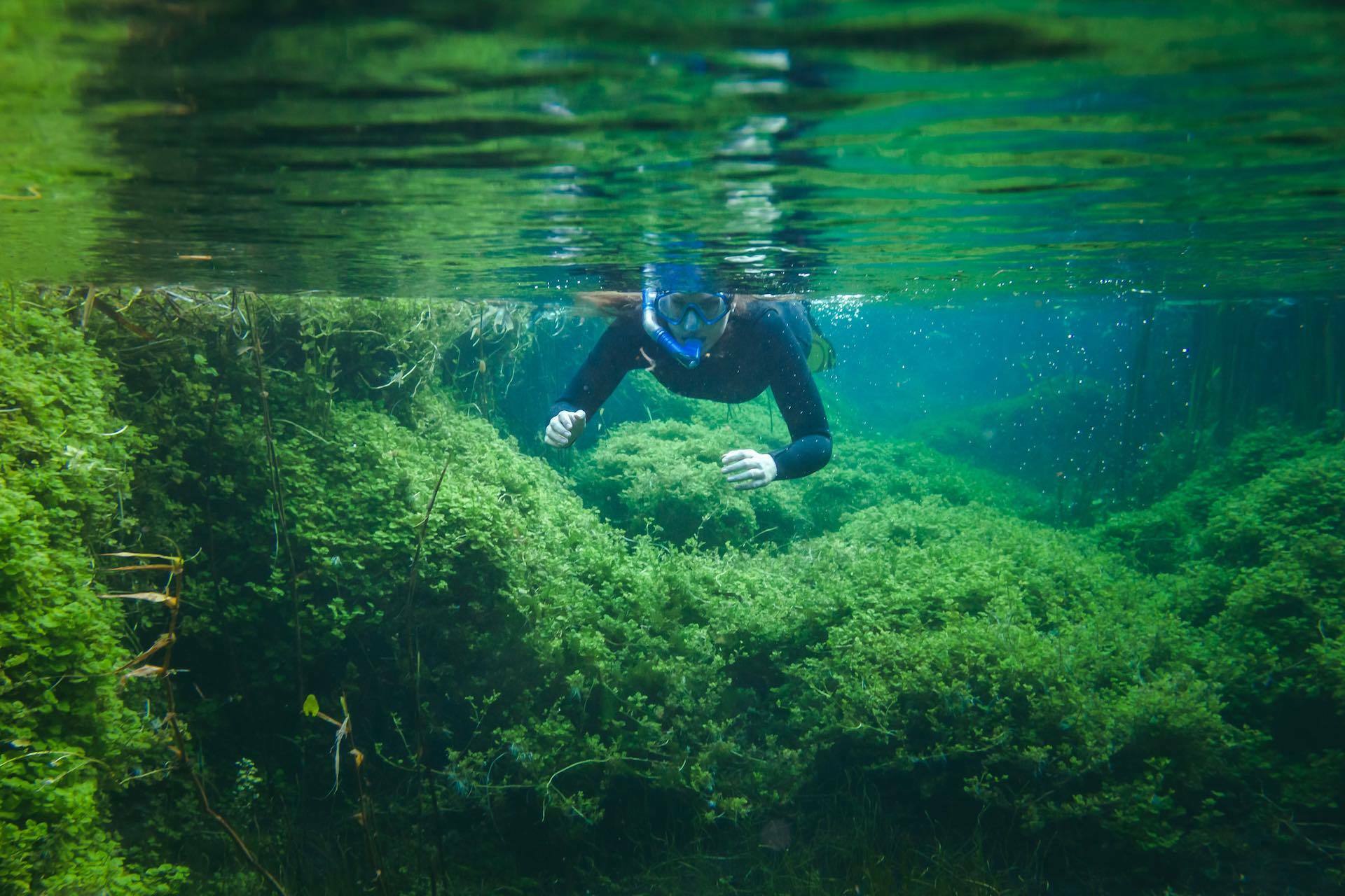 Ewens Ponds is a Sink-Hole Snorkelling Haven, Jack Brookes, swimming, snorkel, underwater, moss