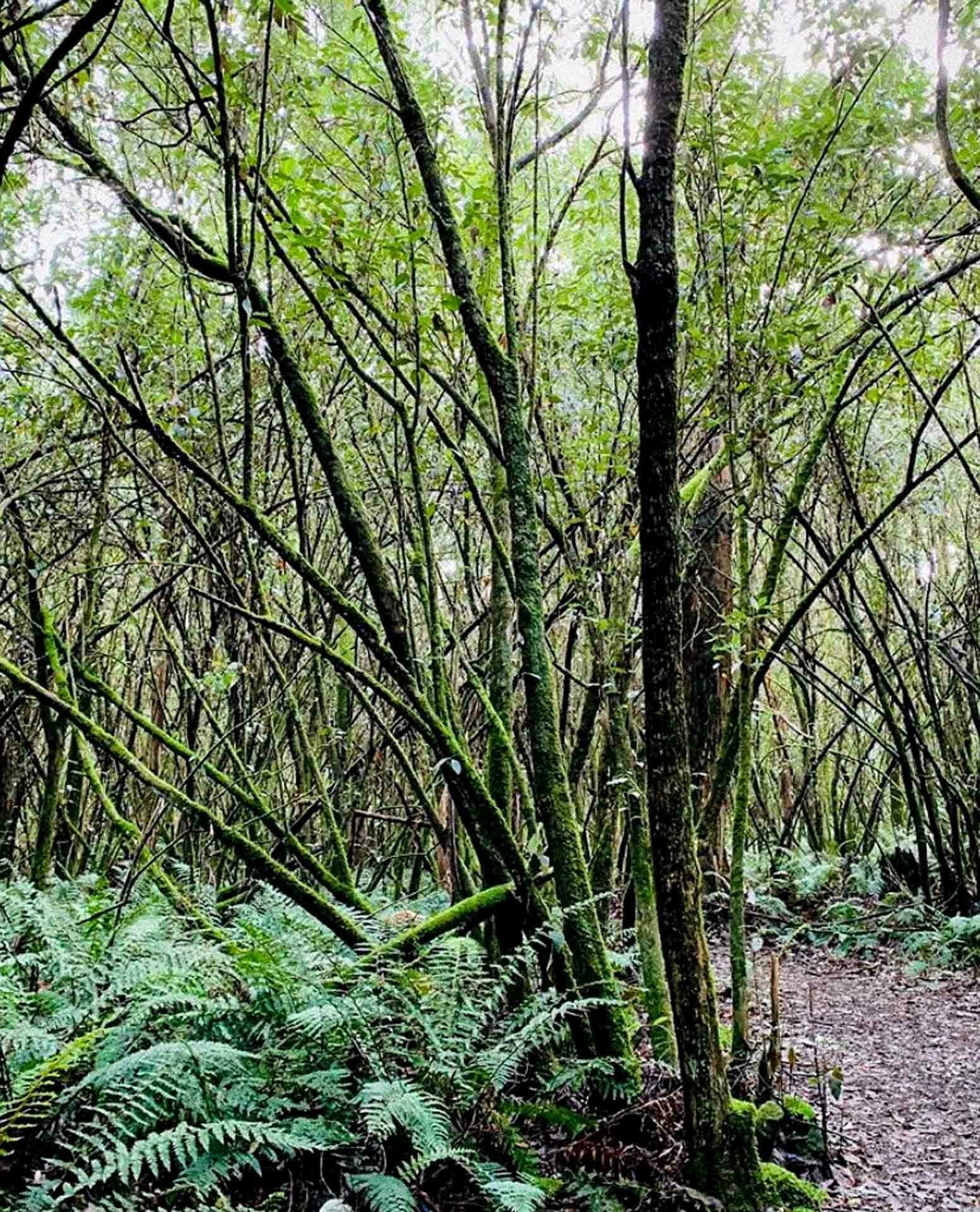Mount Towrong – Fungi Filled Forest an Hour From Melbourne, taryn hunter, hike, victoria,