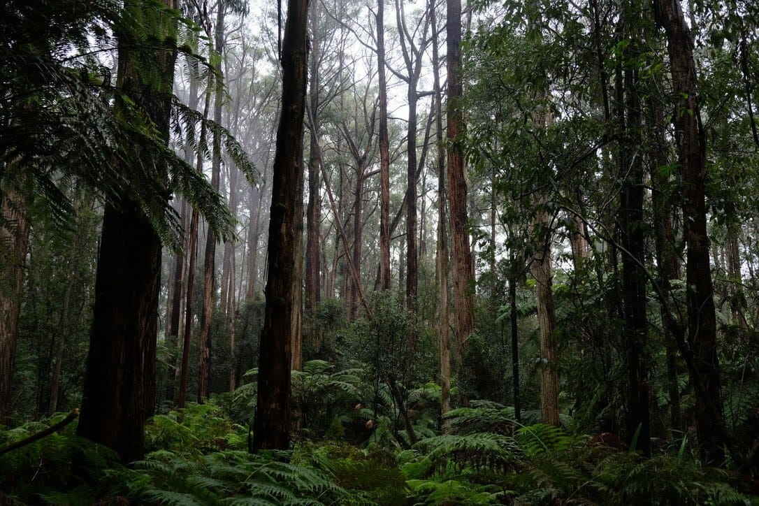 The Best Day Trips From Melbourne, Arden Haar, Toolangi State Forest, trees, ferns, forest, mist
