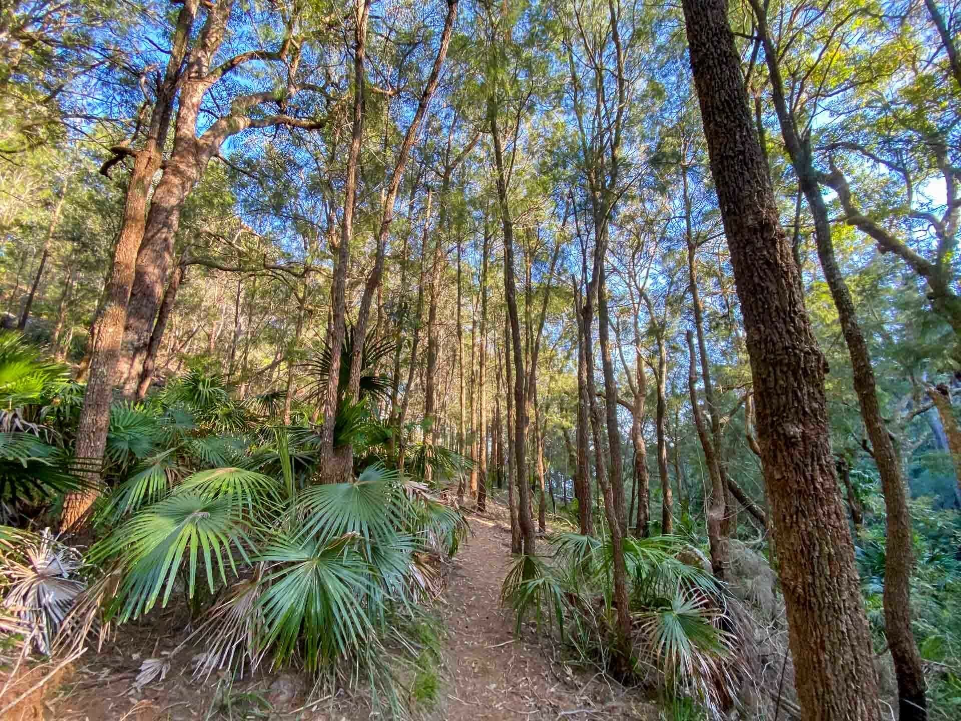 Flint & Steel Beach – Sydney’s Secluded Escape, ayla rowe, ku ring gai national park, near sydney, nsw, palm