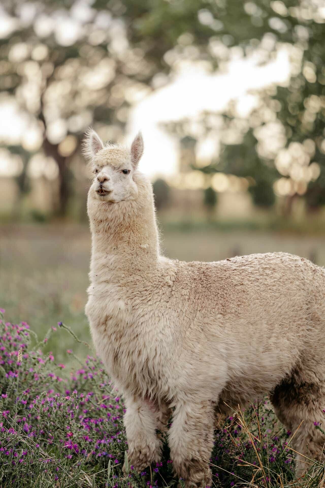 Heifer station wines, Love Wine, Fancy Snacks, and Adventures? Head Straight to Orange!, photo by Lorena Rabbani, orange, nsw, cool summer