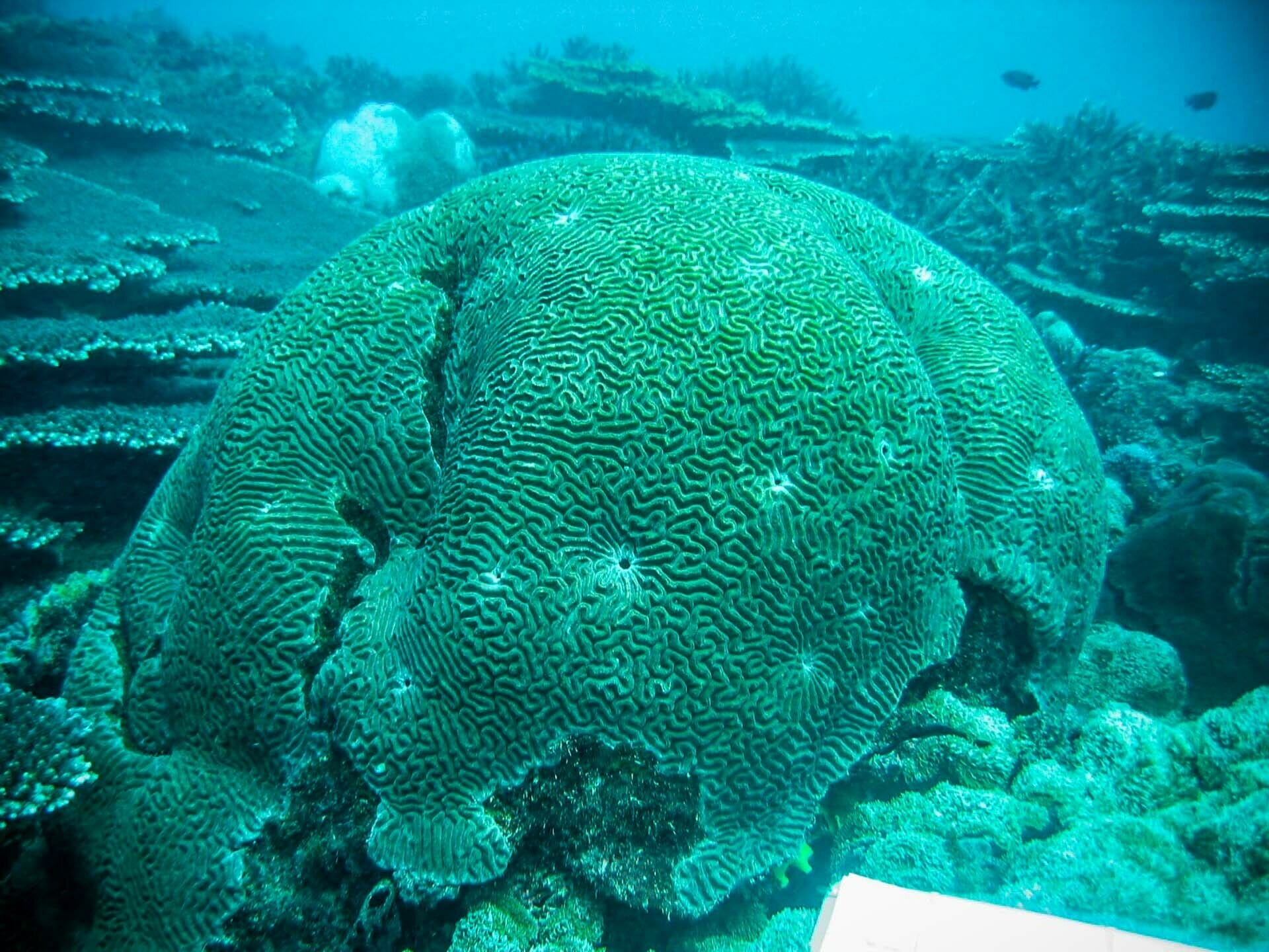 What’s Happening to Our Reefs? The Effect of Global Heating on Marine Life, photo by Marie Kospartov, reef, science, coral, climate change