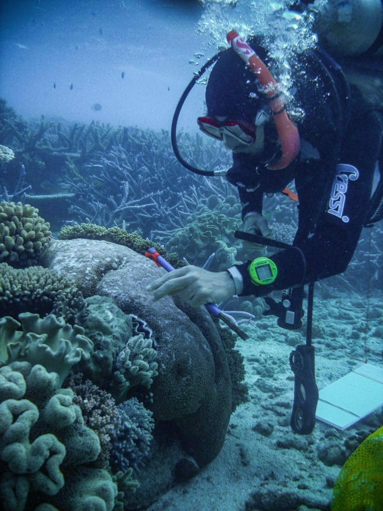 Photo by Ruth Reef, What’s Happening to Our Reefs? The Effect of Global Heating on Marine Life, coral, climate change