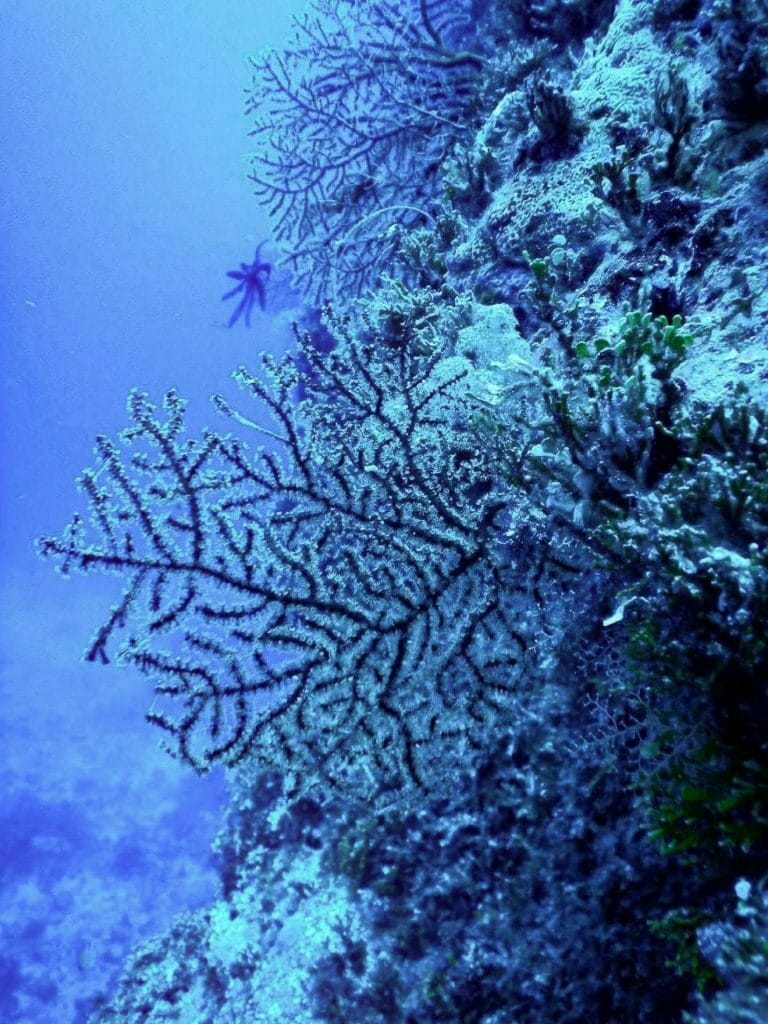 What’s Happening to Our Reefs? The Effect of Global Heating on Marine Life, photo by Wendy Bruere, Coral Sea, outer Great Barrier Reef, Queensland,
