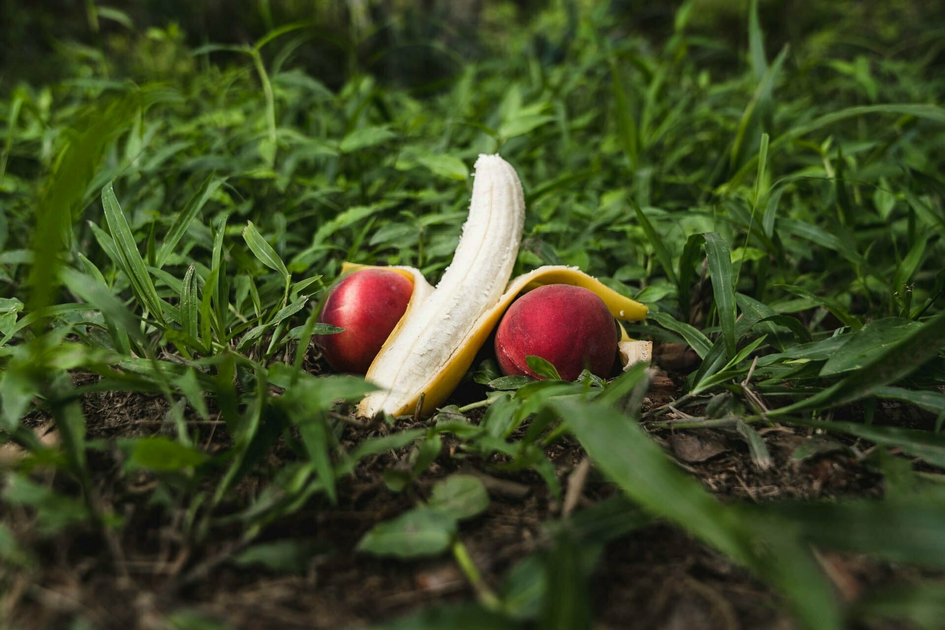 How To Have Sex in The Bush, Jono Tan, banana, peaches, sexy veggies, fruit