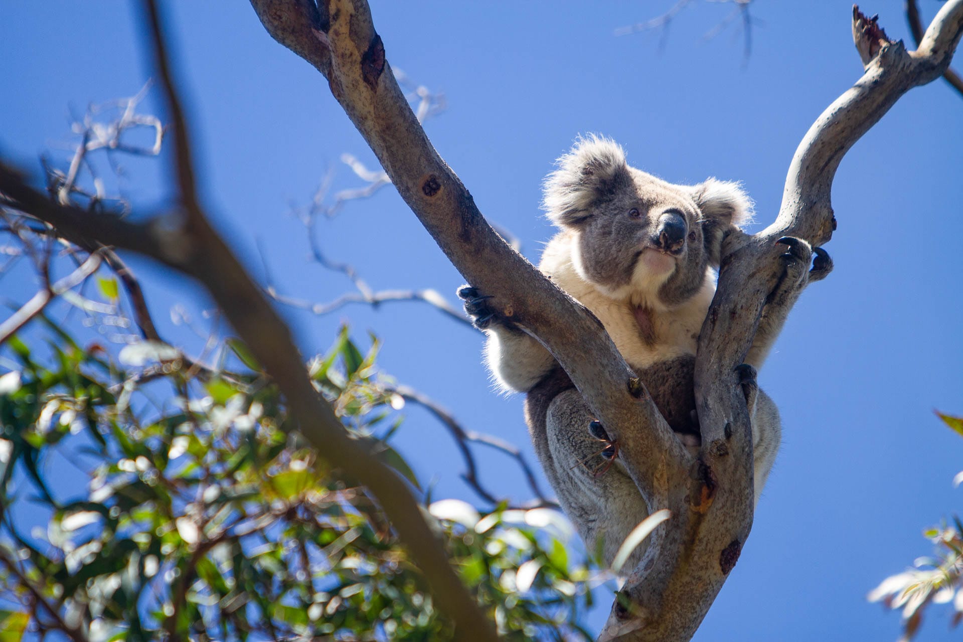 Koalas Under Threat – Can We Save Our Most Iconic Australian Animal, Marie-Laurence Paquette, koala in a tree, eucalypt, animal, native