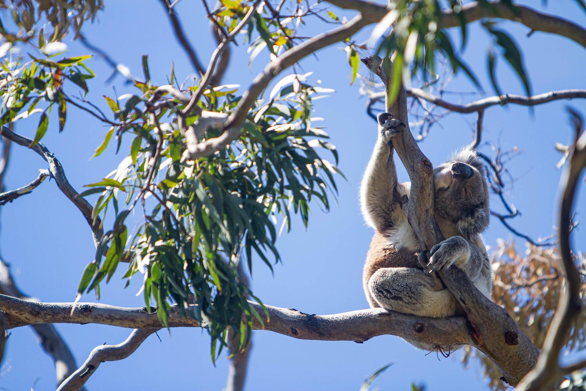 Koalas Under Threat – Can We Save Our Most Iconic Australian Animal, Marie-Laurence Paquette, koala in a tree, eucalypt, animal, native