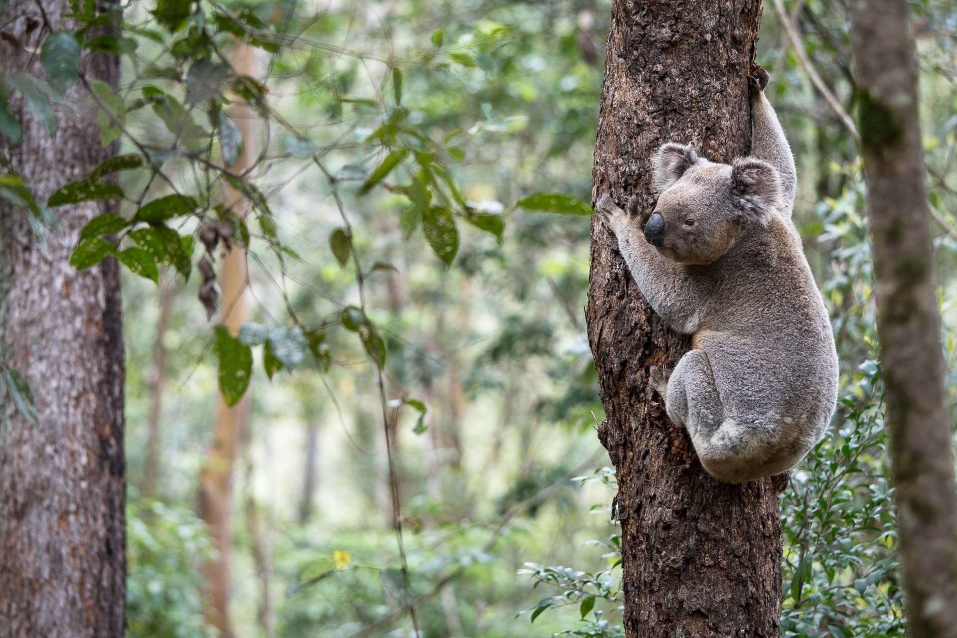 Koalas Under Threat – Can We Save Our Most Iconic Australian Animal, Paul Daley @alushforest, koala, australian, native, animal