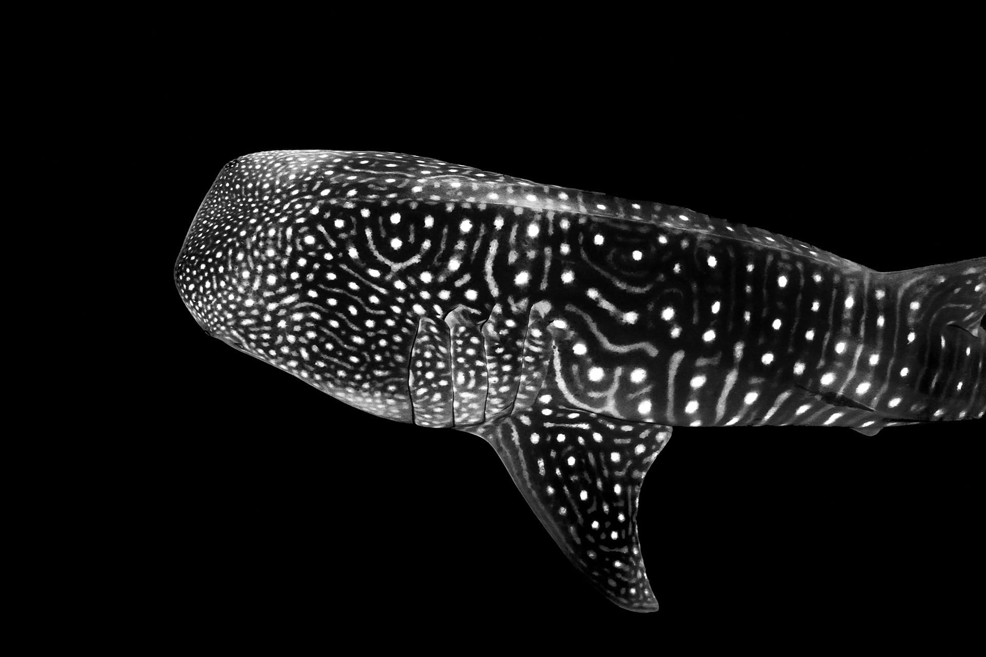 Why It's Worth Choosing An Ethical Wildlife Tour, lewis burnett, whale shark, wildlife, underwater photography